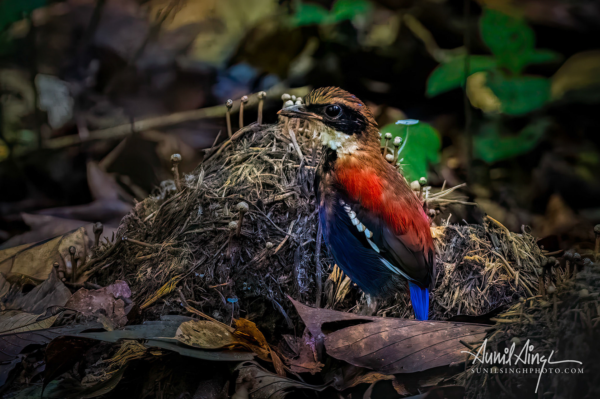Blue-headed Pitta (Hydrornis baudii), Danum Valley, Borneo, Malaysia