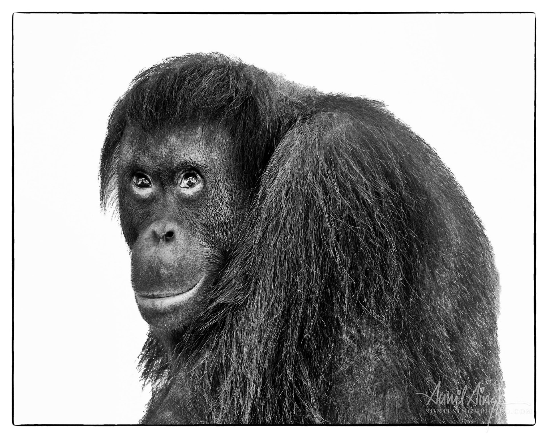 Orangutan, Sepilok, Borneo, Malaysia