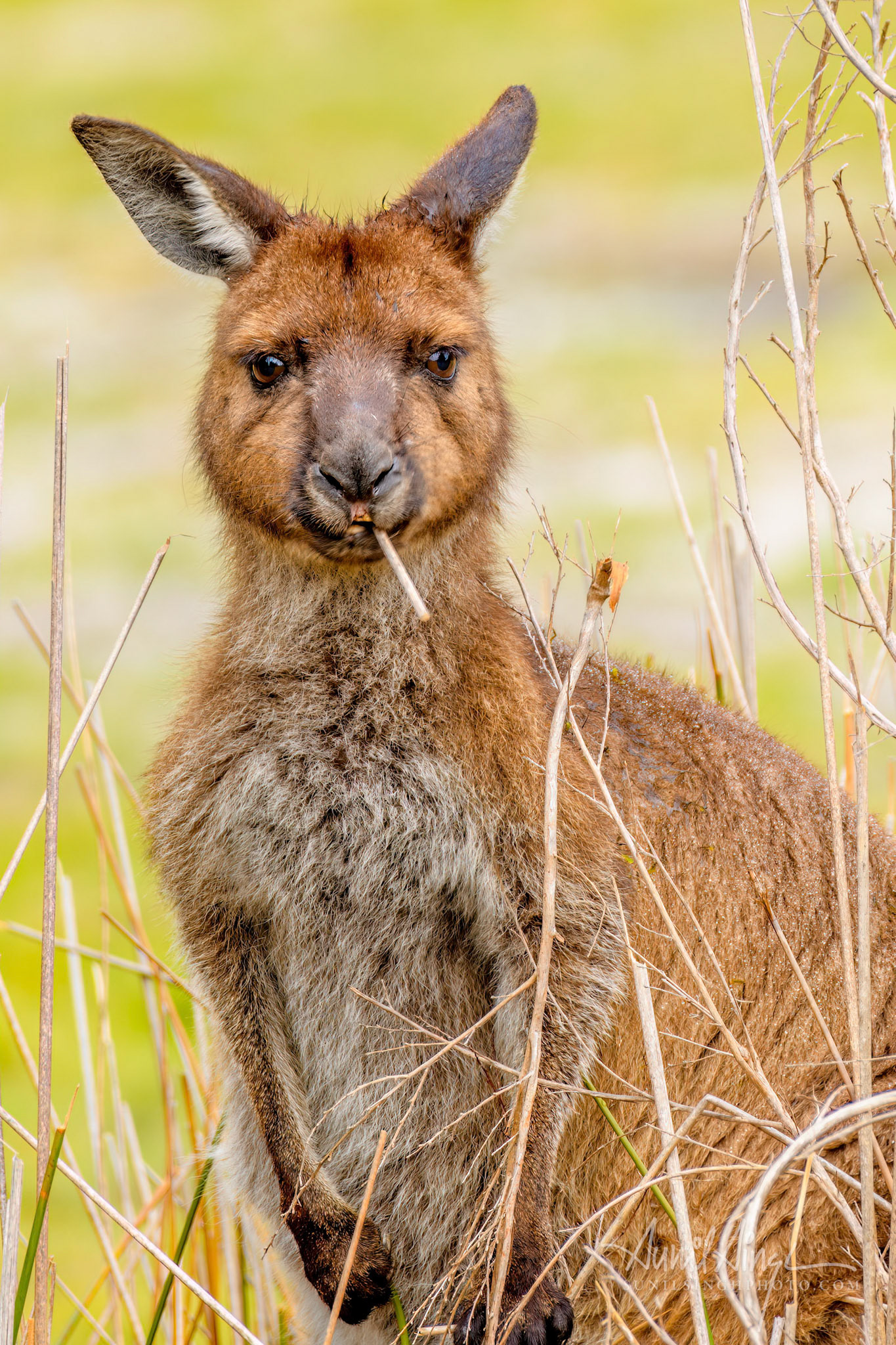 Kangaroo Island Kangaroo (Macropus fuliginosus fuliginosus), Hanson Bay Wildlife Sanctuary, Kangaroo Island, Australia