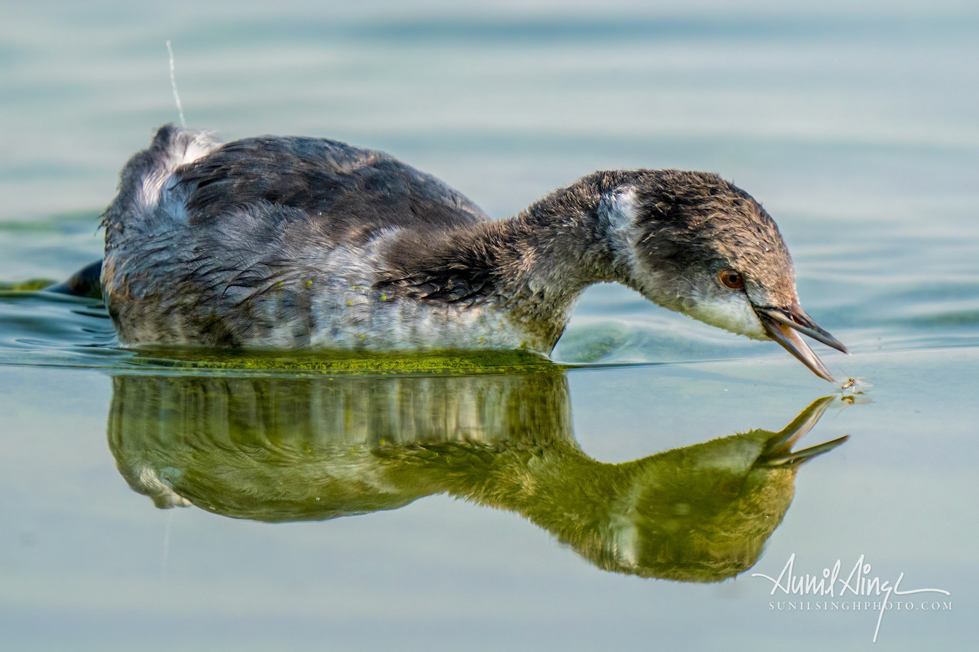 black-necked grebe or eared grebe (Podiceps nigricollis) juvenile, Lake Crowley, CA, USA