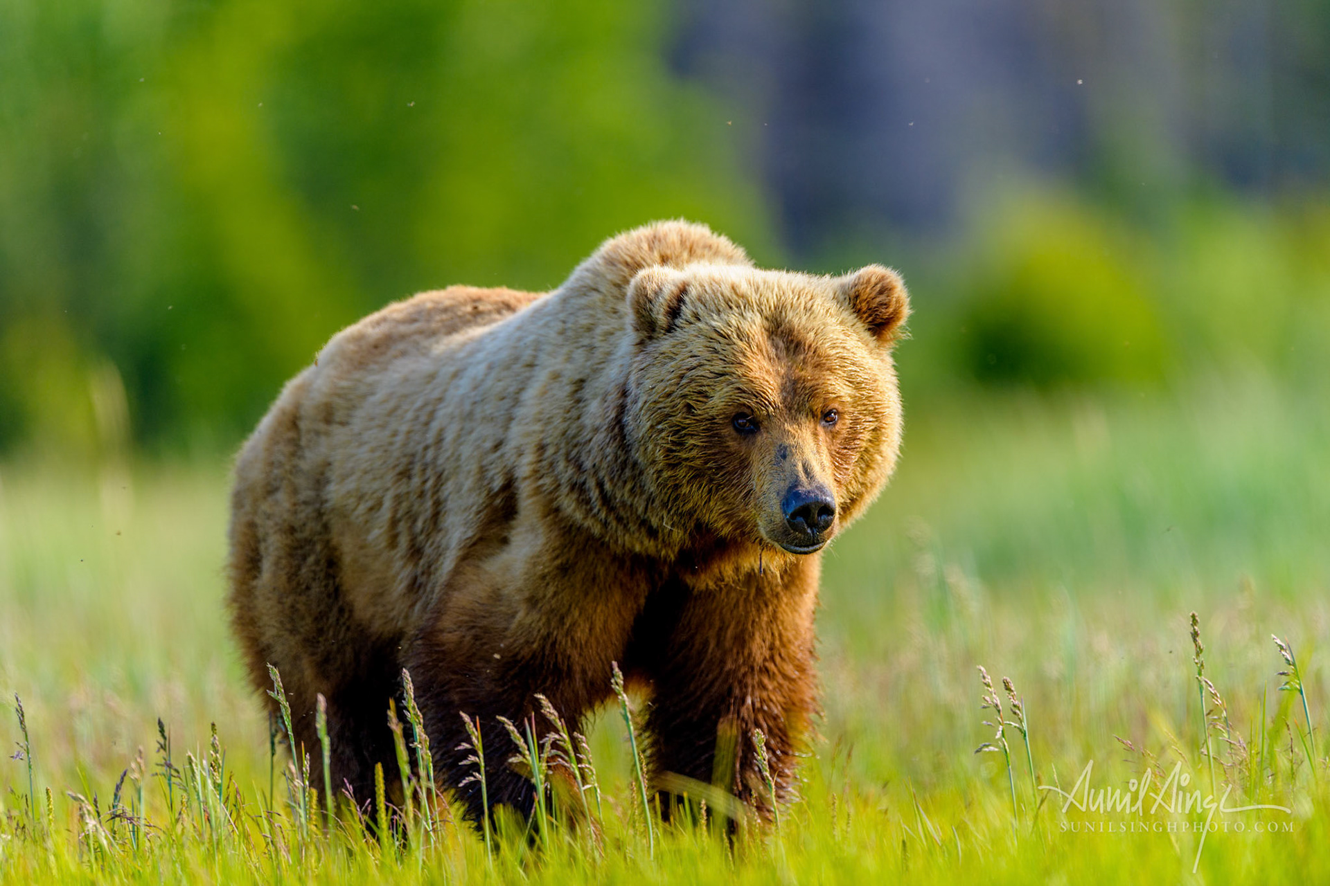 Brown Bear, Katmai National Park, Homer, Alaska, USA
