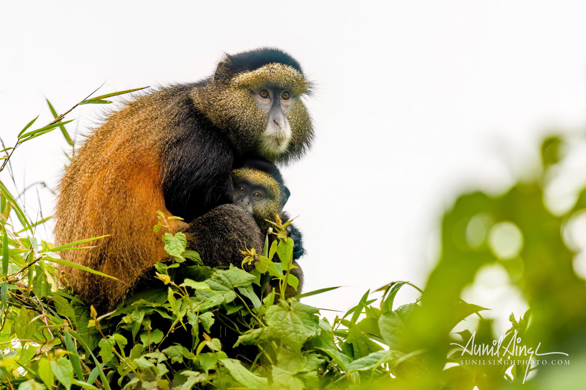 Golden Monkey with baby, Volcanoes National Park, Rwanda