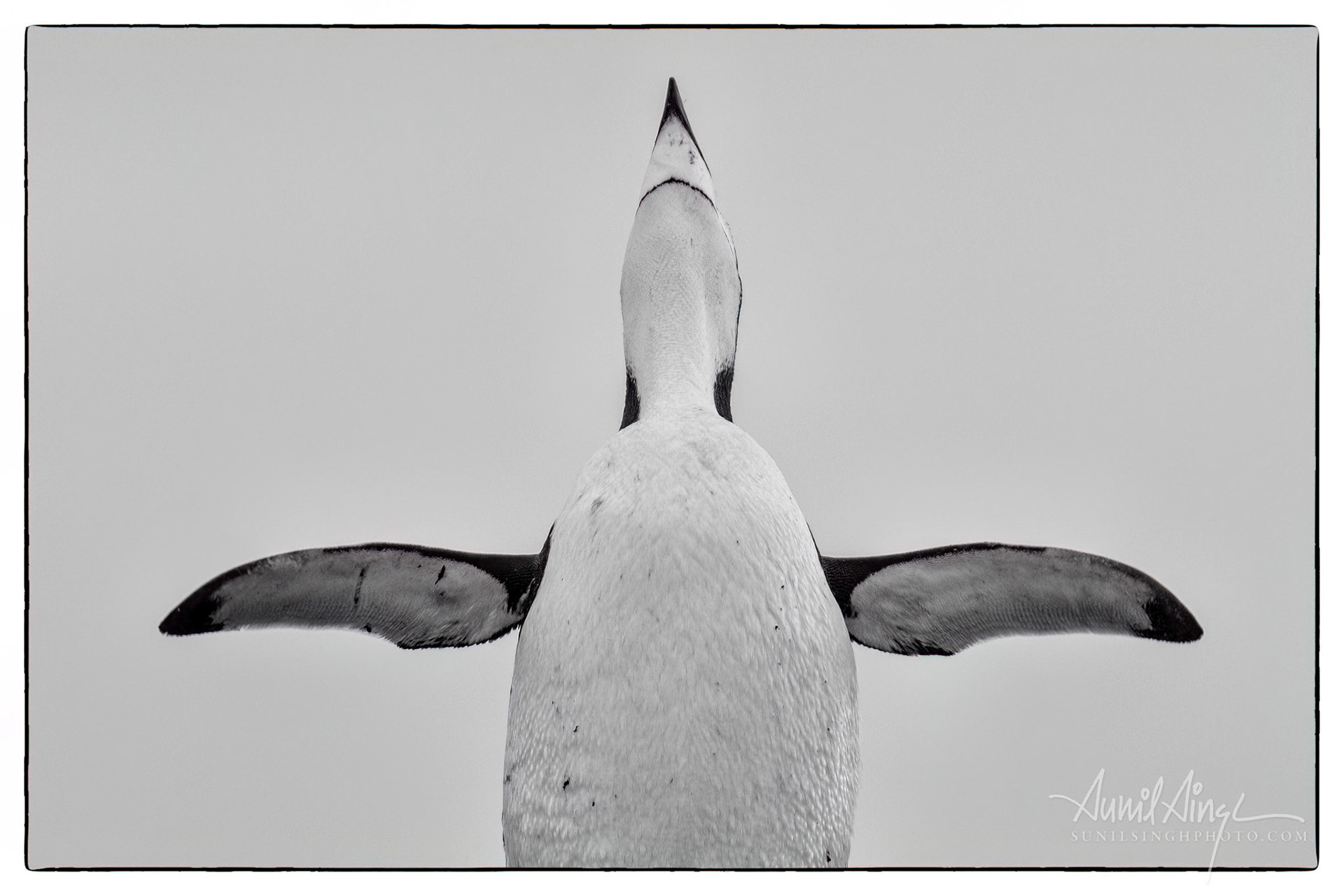 Chinstrap penguin (Pygoscelis antarcticus), Half Moon Island, Antarctica