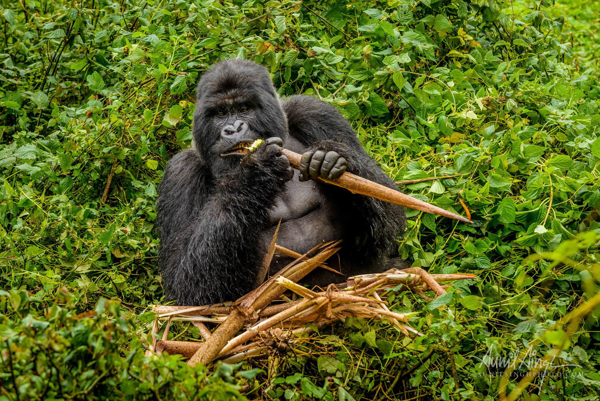 Mountain Gorilla - Silver back, Volcanoes National Park, RwandaA long walk through farmlands, slush, dense vegetation and stinging nettles, after a long trek we emerged into a small clearing in Volcanoes National Park, Rwanda. Members of this large family of Mountain Gorillas had three silverbacks. Around us were the calls of the family, crackling branches and the playful screams of the babies.This  male had secured a good spot, a heap of juicy bamboos and seemed to be leisurely enjoying his morning meal.We stood mesmerized by his handsome face.