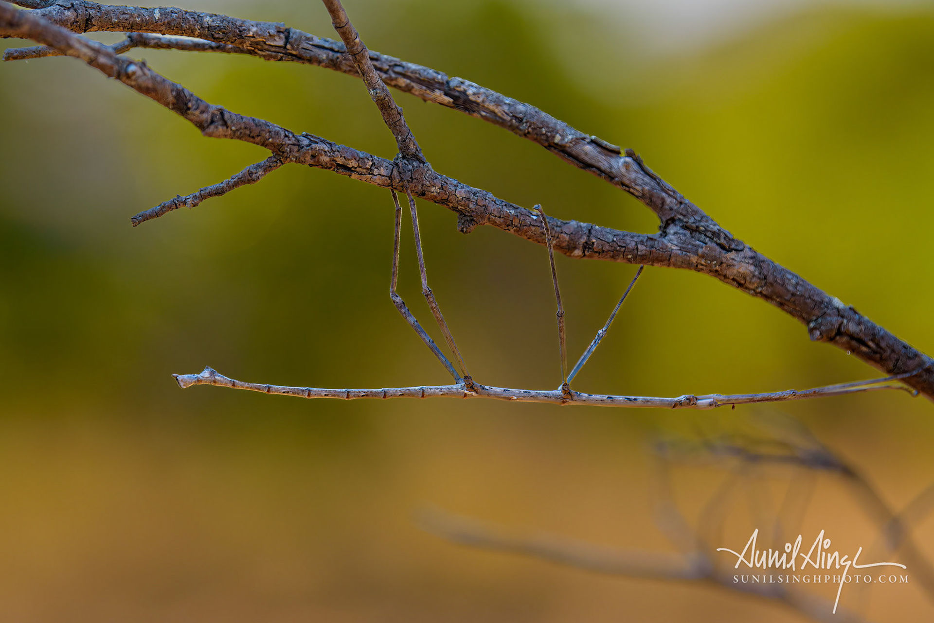 Stick insect, Isalo , Madagascar
