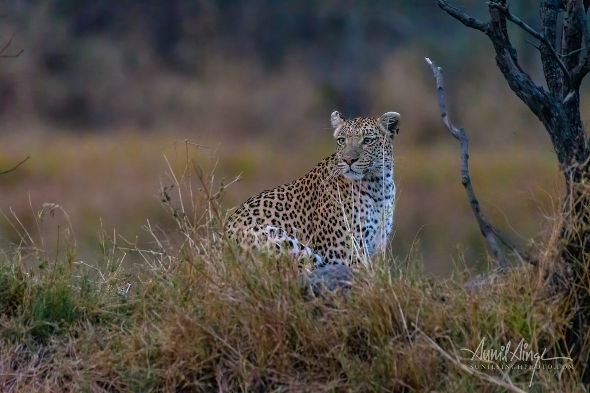 Leopard, Okavango Delta, Xakanaxa, Moremi Game Reserve
