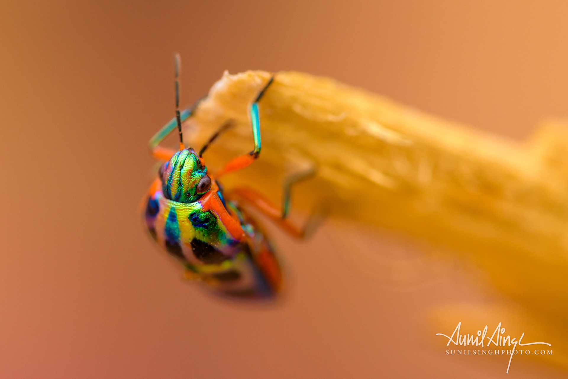 Jewel beetle or metallic wood-boring beetle, Botswana
