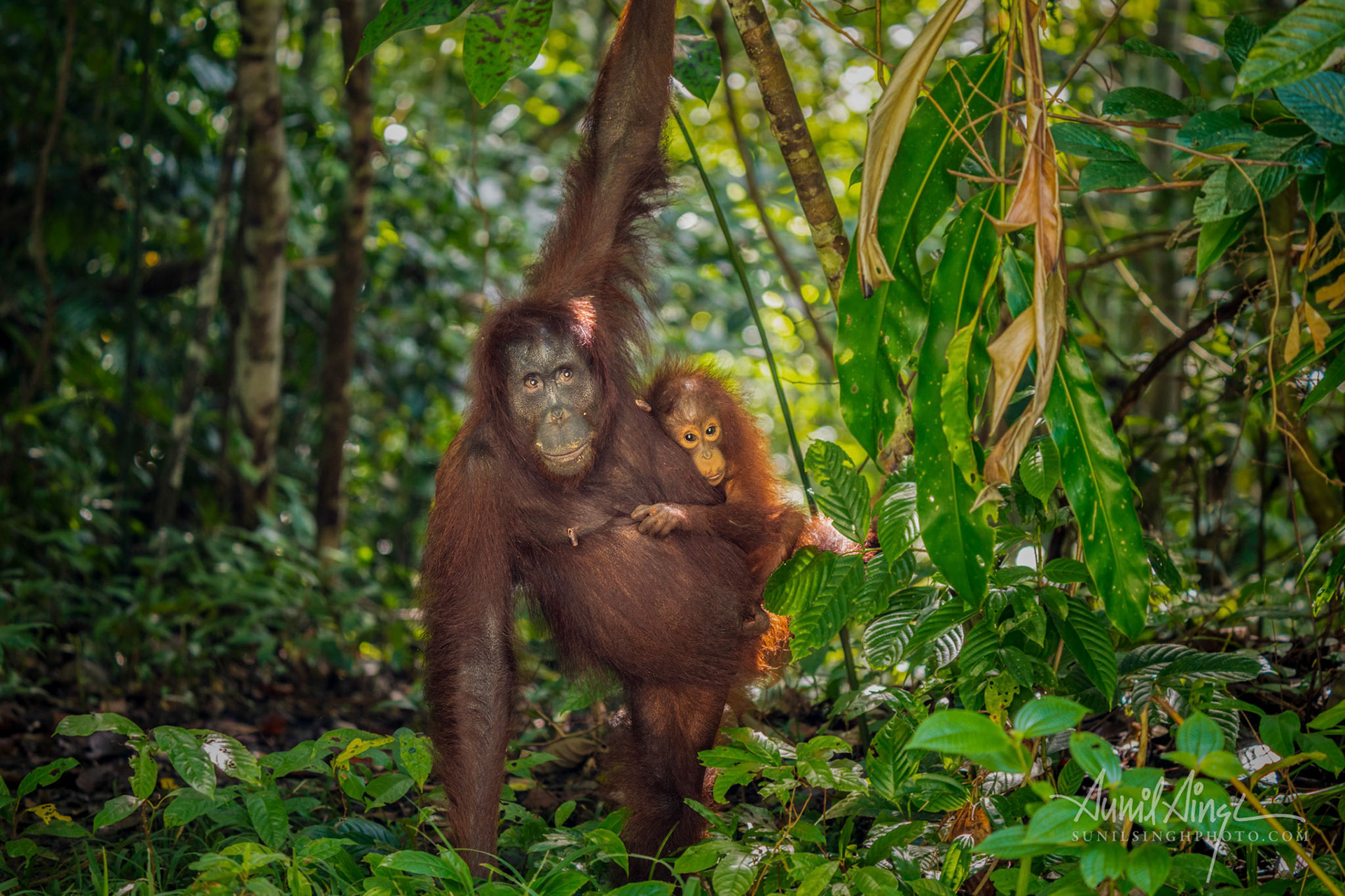 Tabin, Borneo, Malaysia