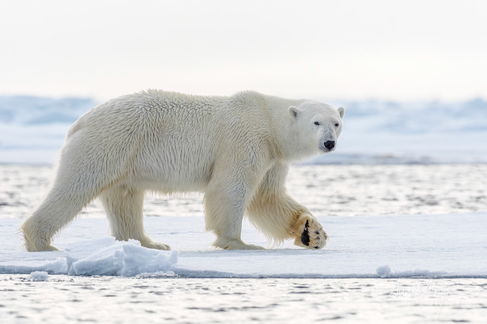 Polar Bear, Svalbard, Norway