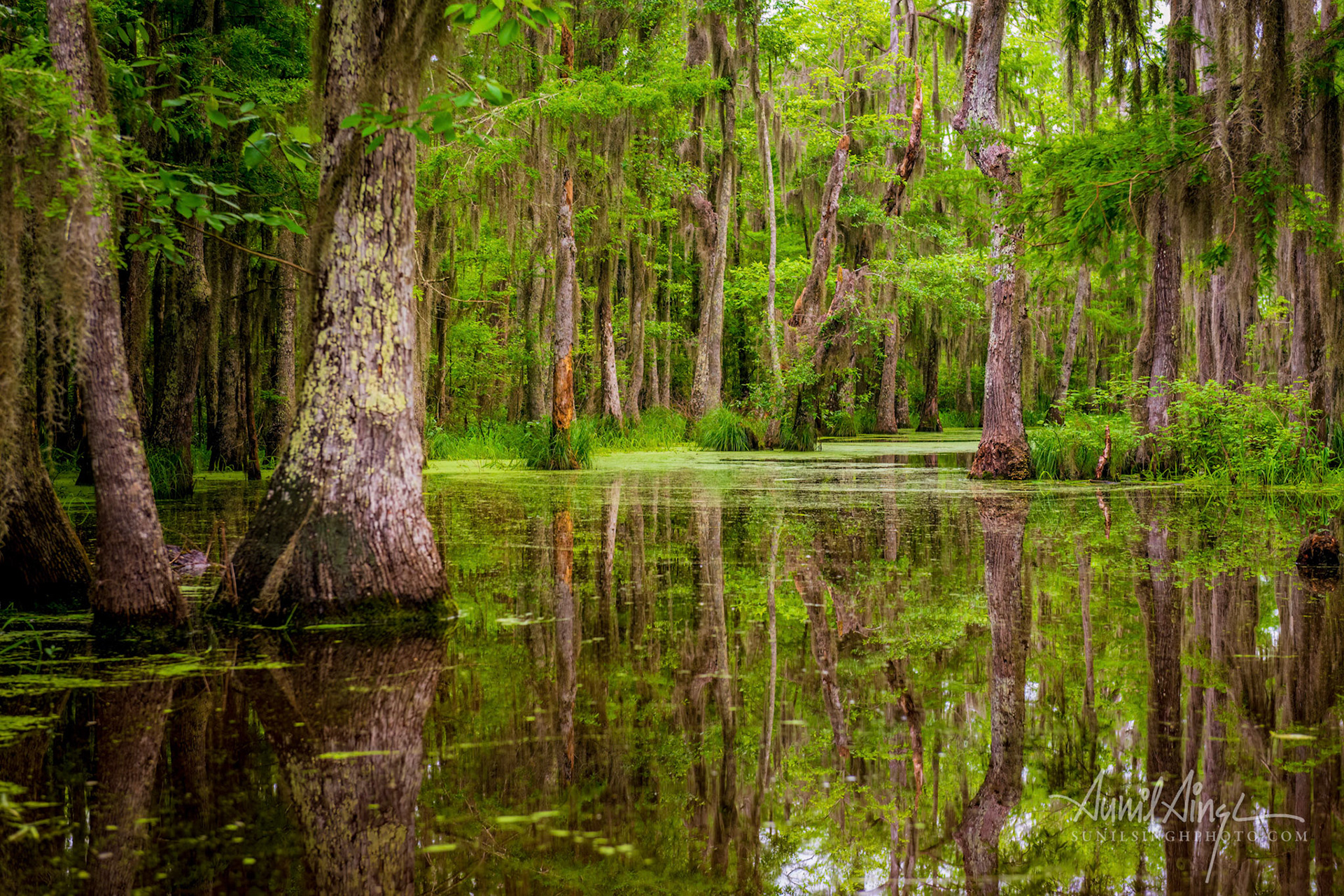Honey Island Swamp, New Orleans, USA