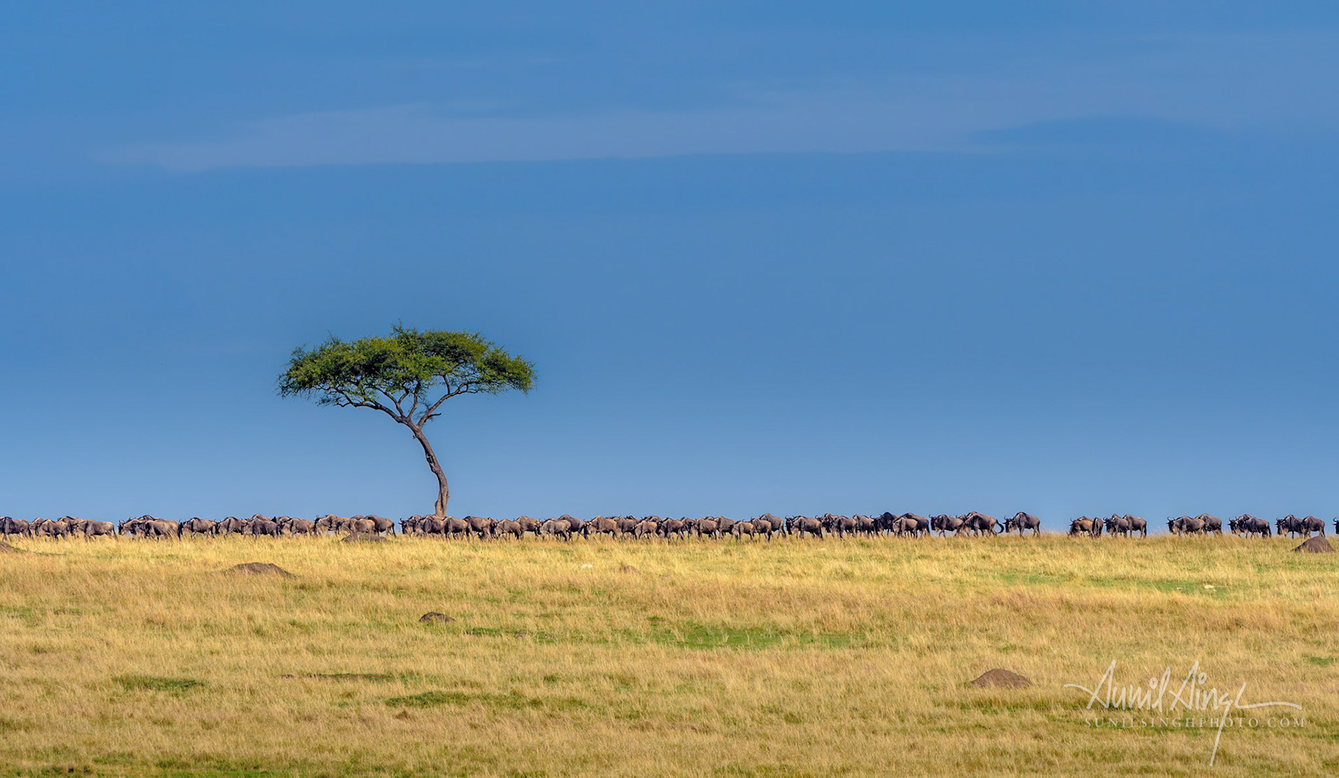 Migrating herd of Wildebeest, Ol Kinyei Conservancy, Kenya