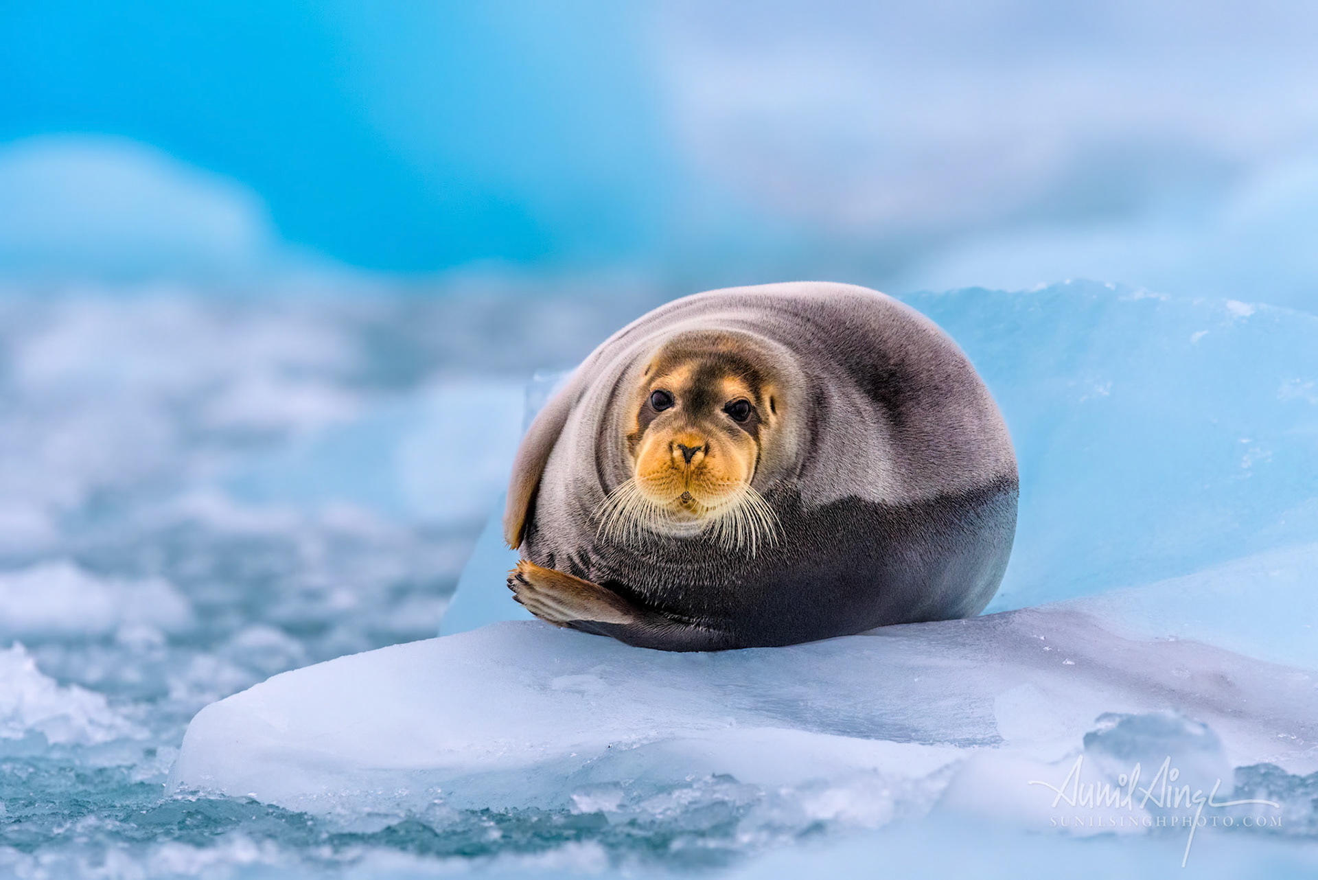 Bearded Seal, Longyearbyen, Spitsbergen, Norway