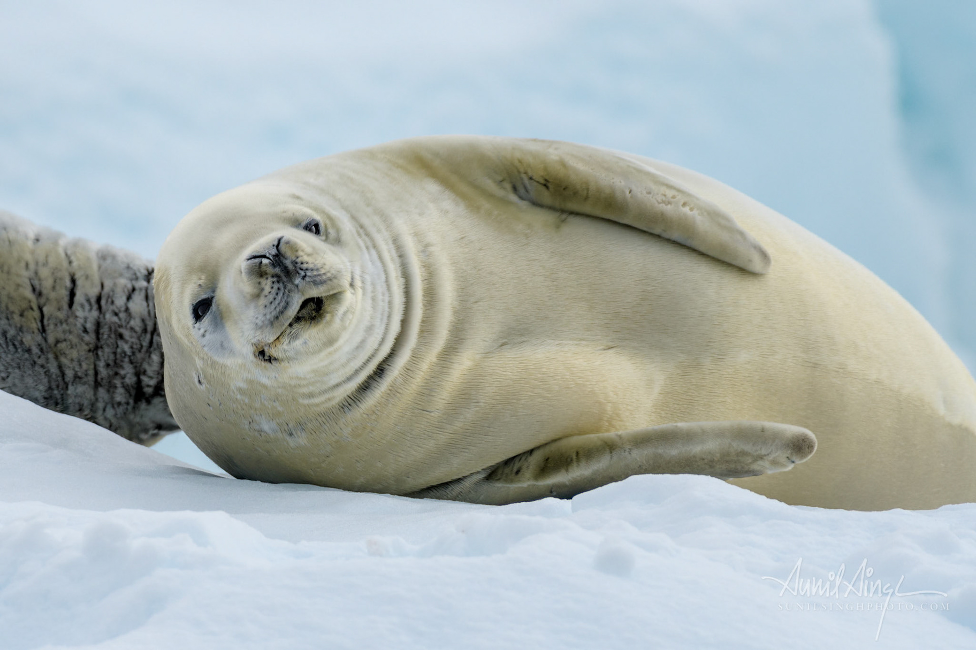 Crabeater Seal, Pleneau Island, Antarctica