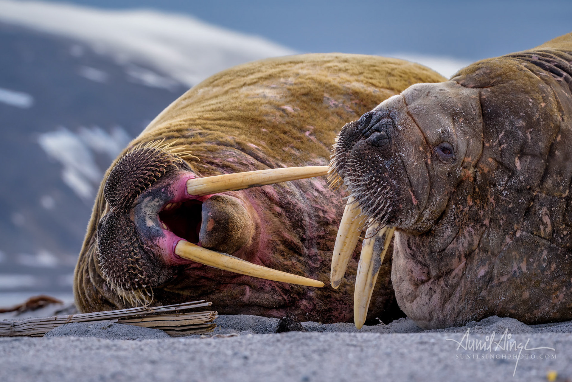 Walrus, Svalbard, Norway