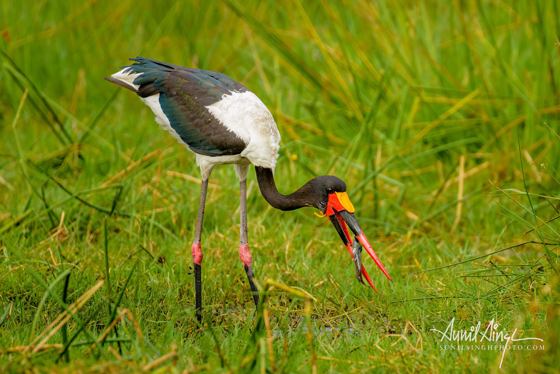 Saddle-billed stork (Ephippiorhynchus senegalensis), Okavango Delta, Xakanaxa, Moremi Game Reserve