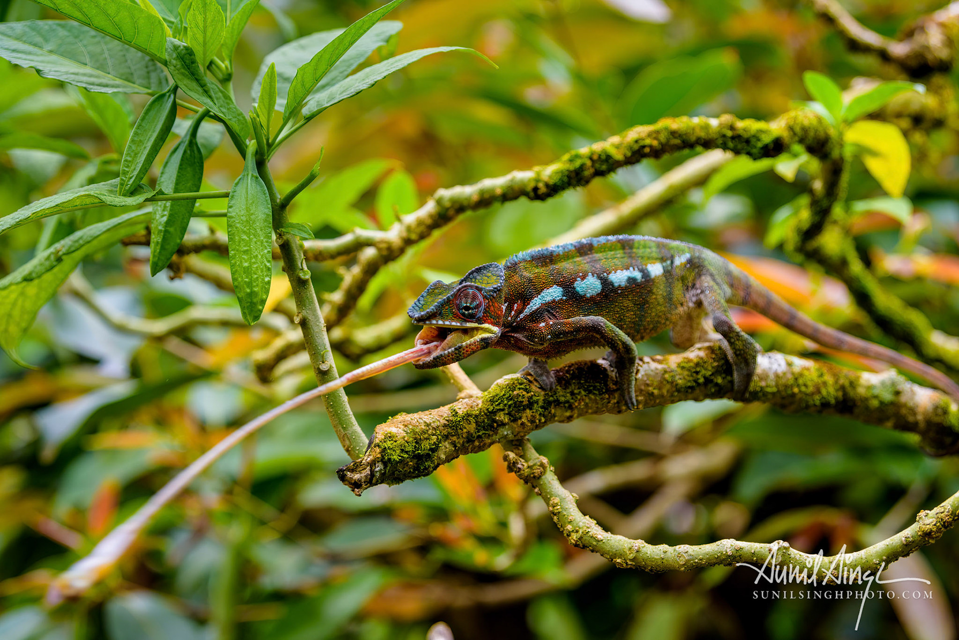 Panther Cameleon, Peyrieras Nature reserve, Marazevo, Madagascar