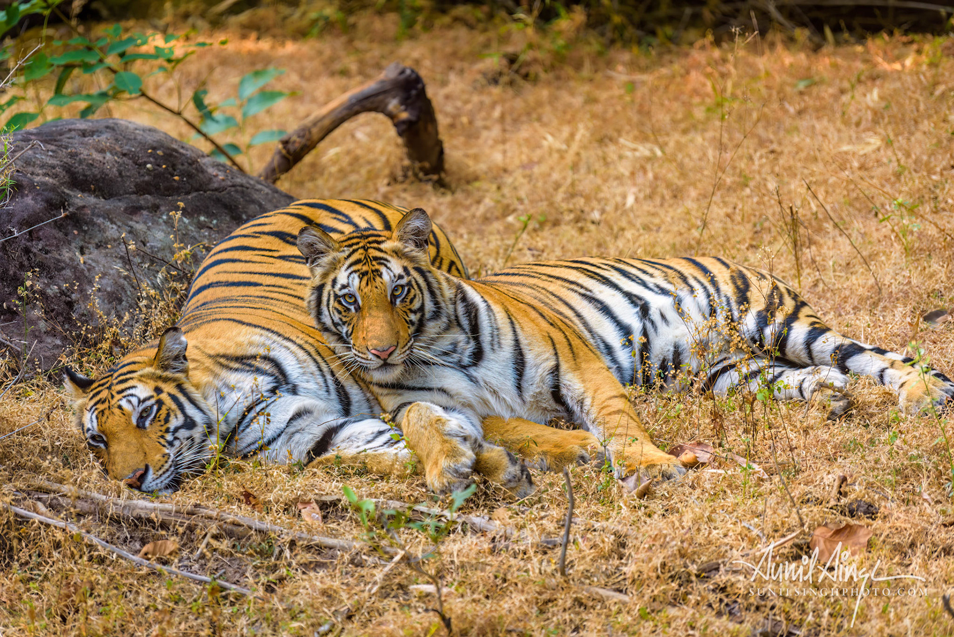 Bengal Tiger, Bandhavgarh National Park, Madhya Pradesh, India
