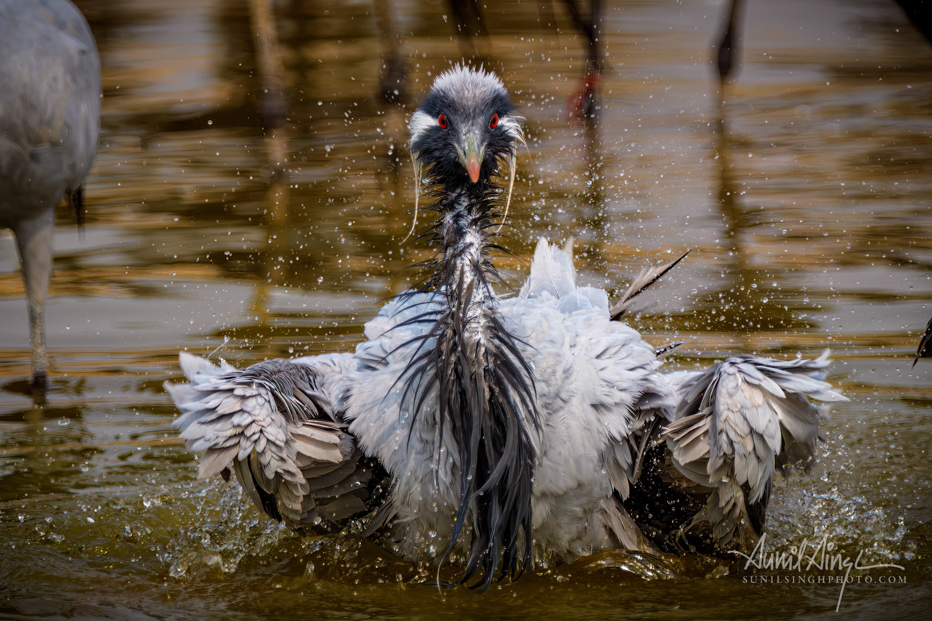 Demoiselle crane, Khichan, Rajasthan, India
