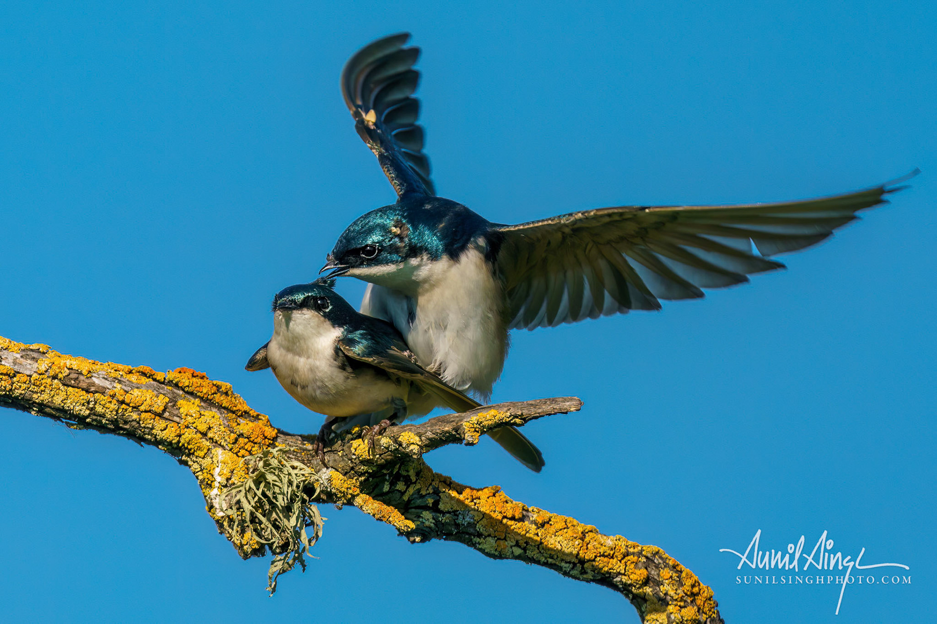 Tree Swallows (Tachycineta bicolor) mating, Ellis Creek Water Recycling Facility, Petaluma, California, USA