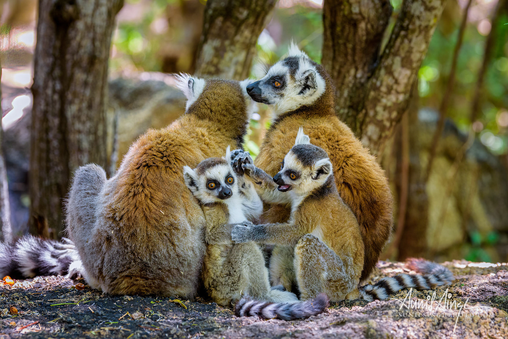 Ring-tailed lemur, Anja Reserve- Ambalavao -village managed park, Madagascar