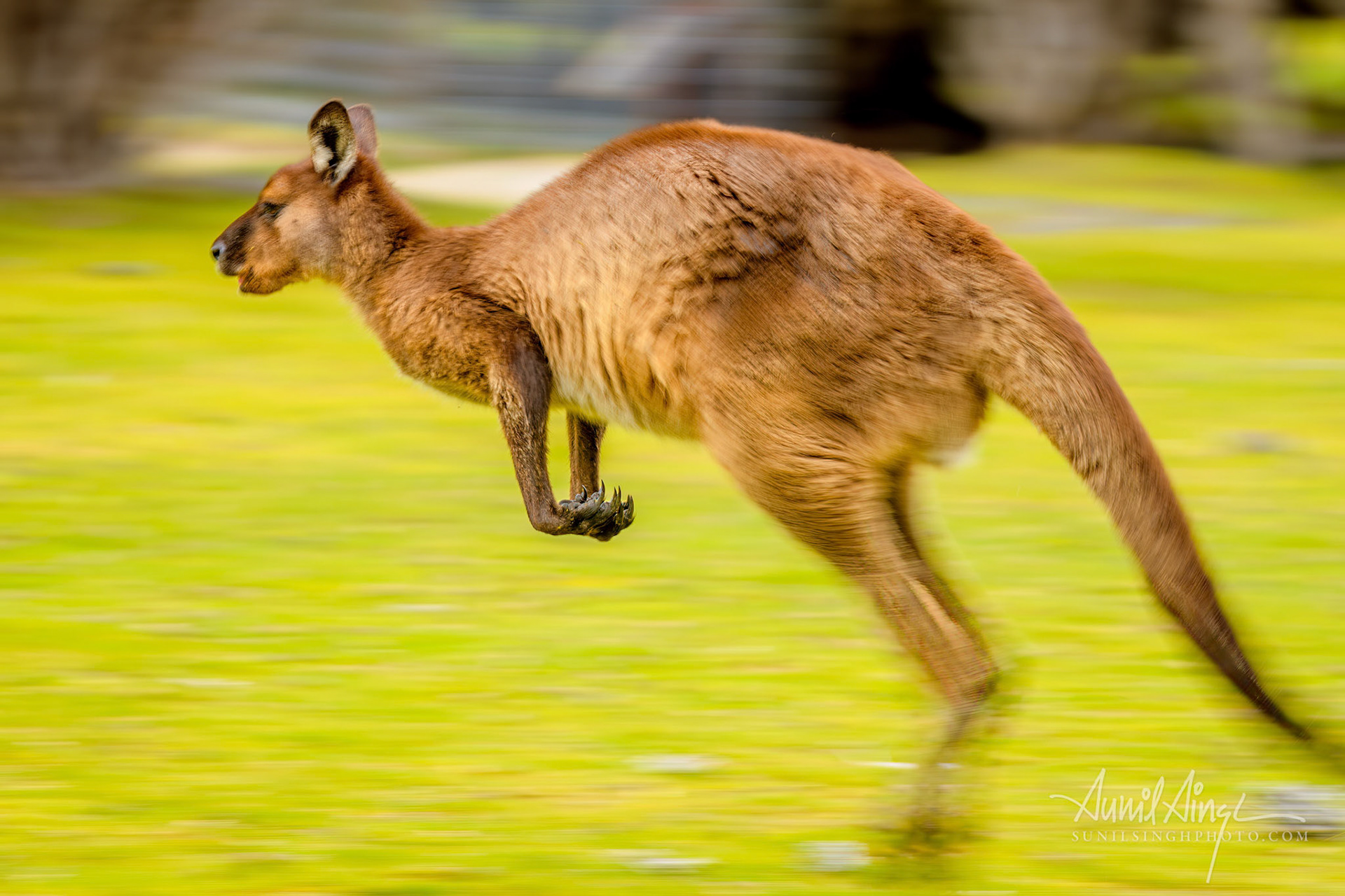 Kangaroo Island Kangaroo (Macropus fuliginosus fuliginosus), Hanson Bay Wildlife Sanctuary, Kangaroo Island
