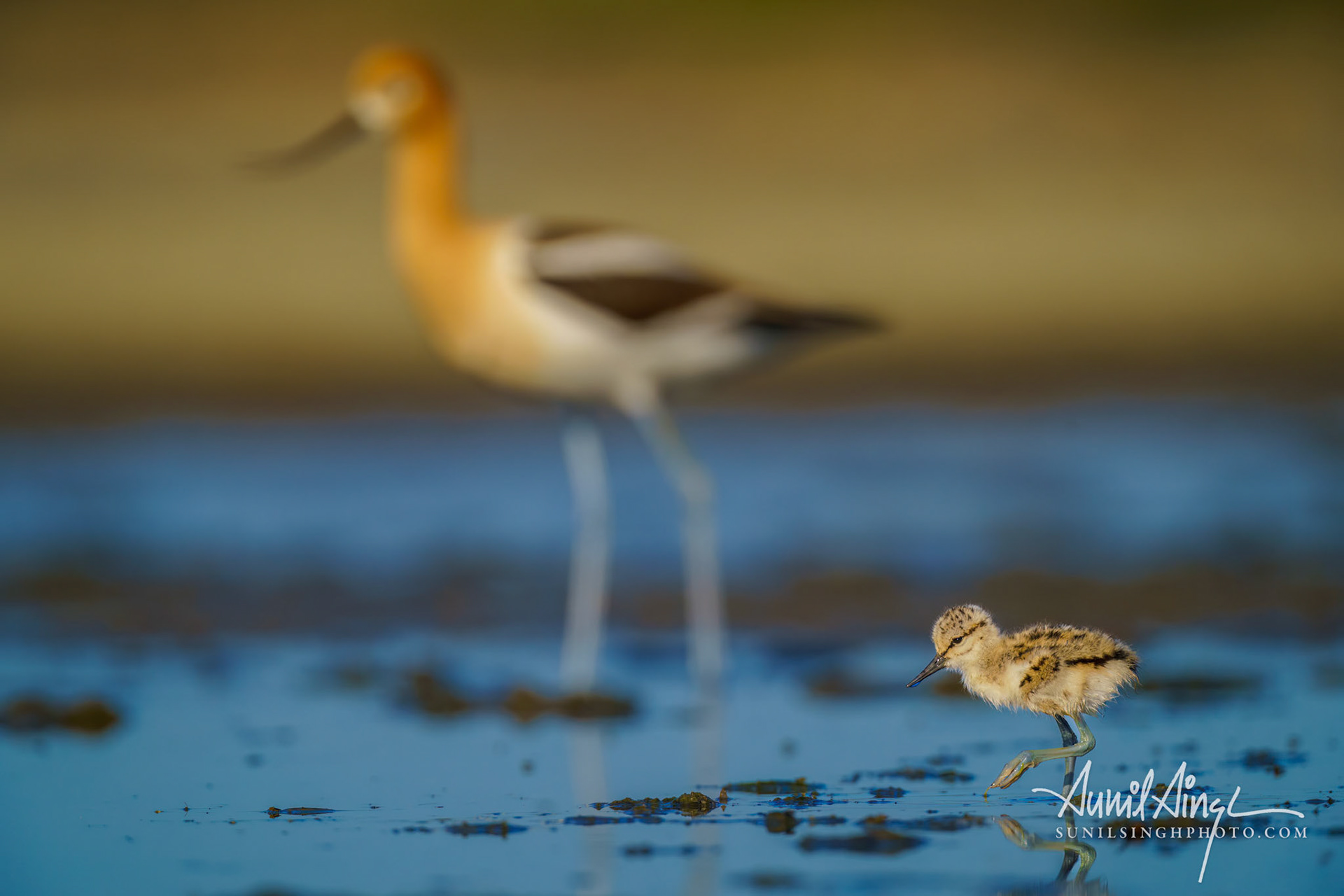 American avocet (Recurvirostra americana) with chick, Don Edwards San Francisco Bay National Wildlife Refuge