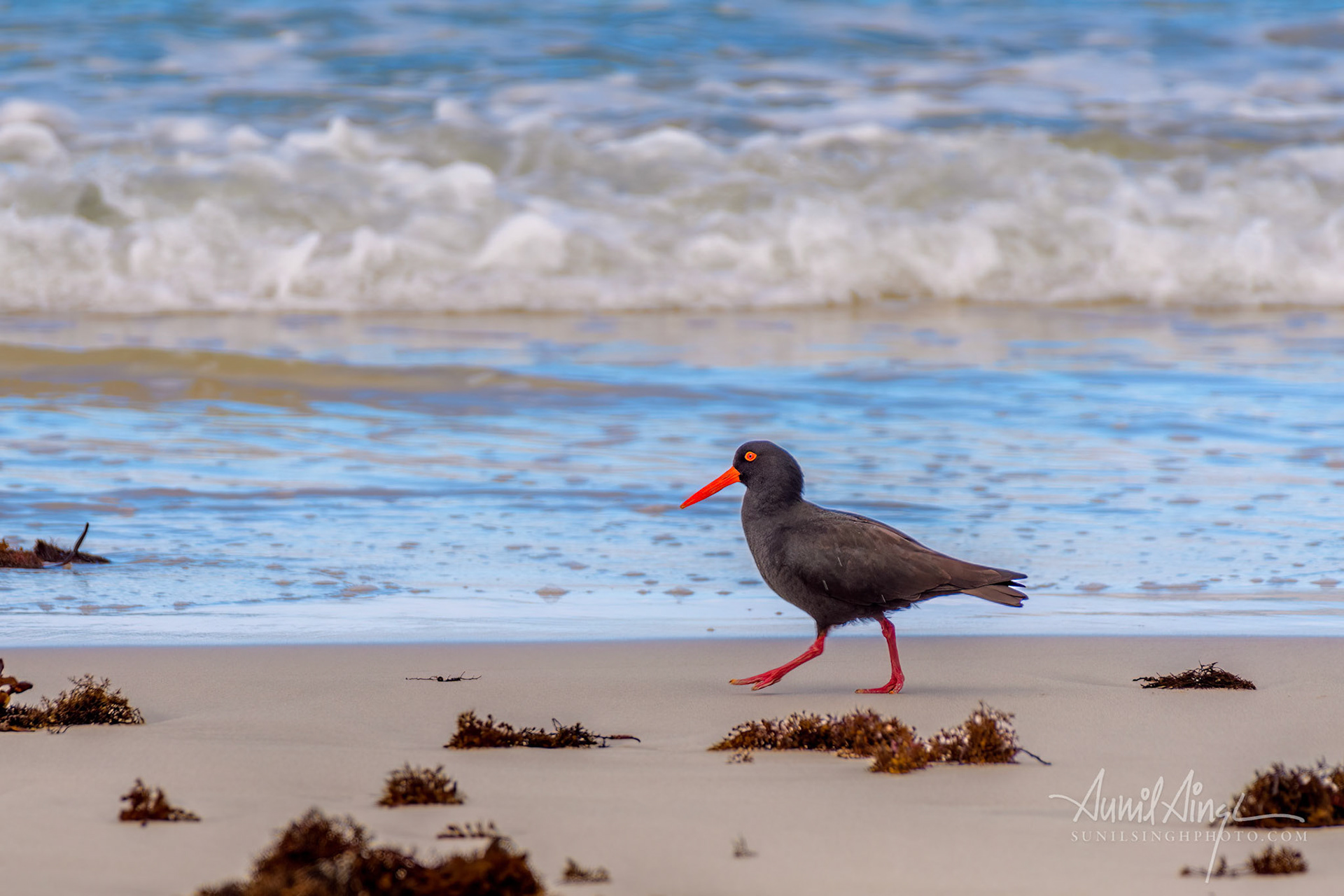 Sooty oystercatcher (Haematopus fuliginosus), Seal Bay Conservation Park, Kangaroo Island, Australia