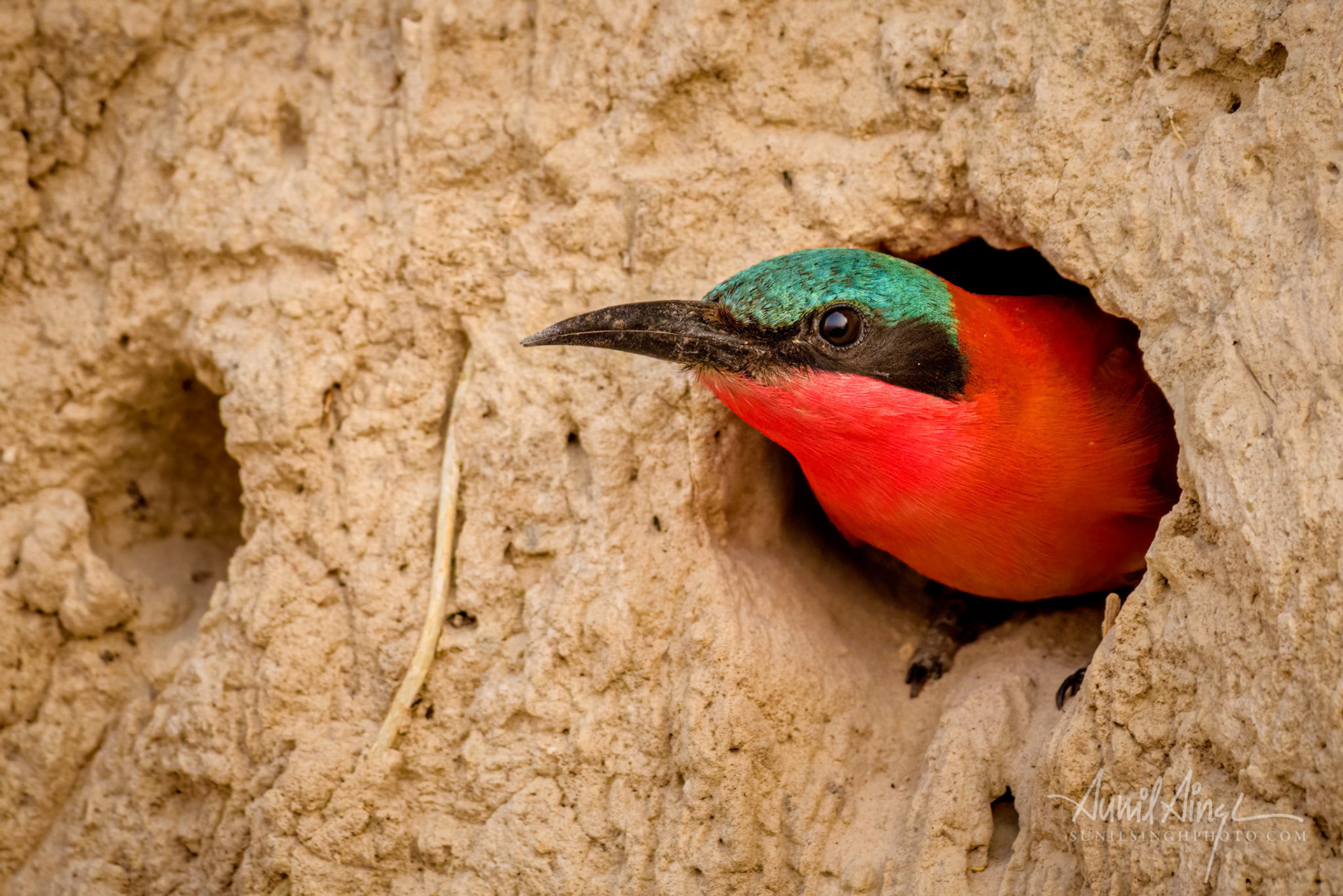 Southern carmine bee-eater (Merops nubicoides), Cubango River - Bwabwata National Park, Namibia