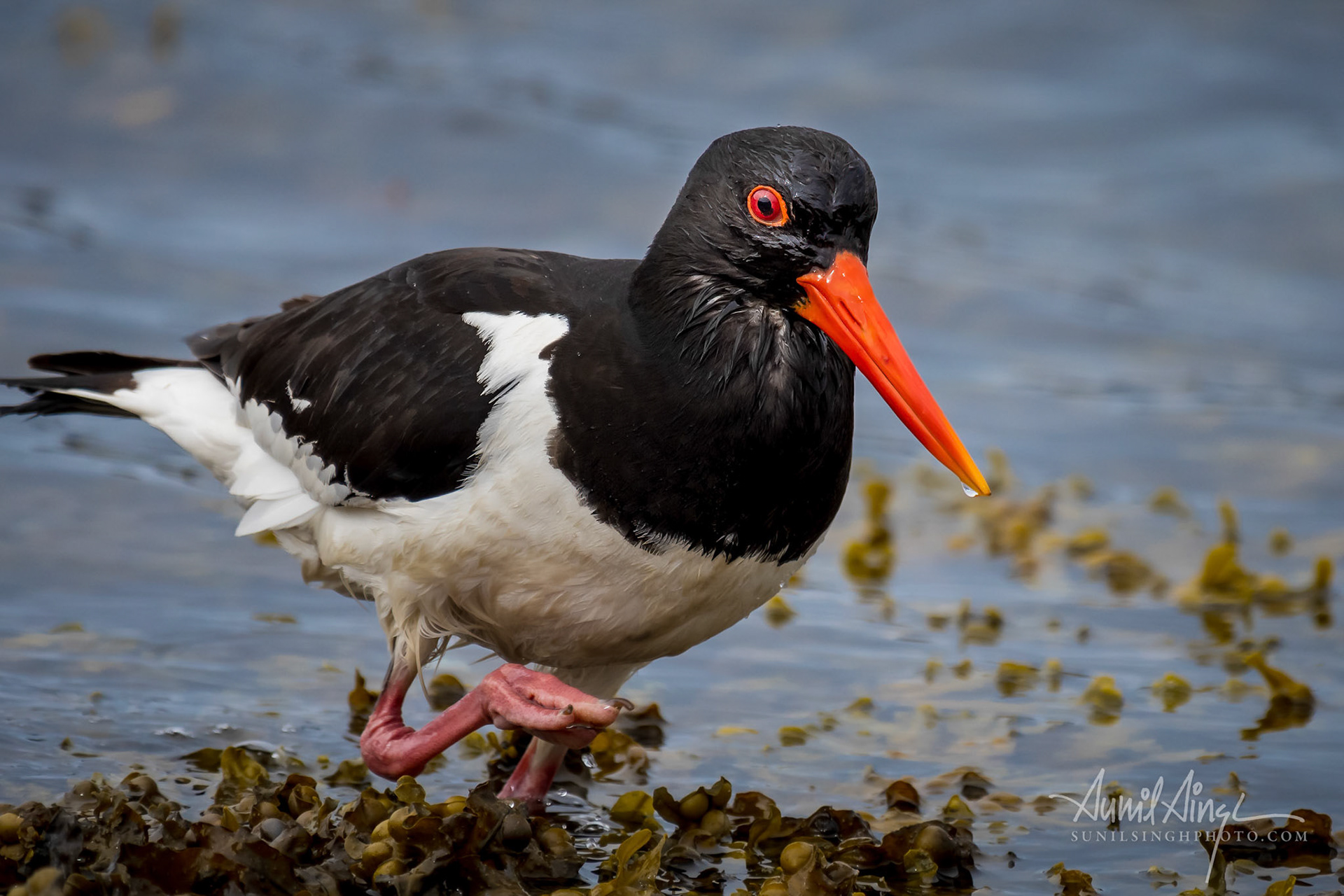 Eurasian oystercatcher (Haematopus ostralegus). Lerwick, Shetland, UK