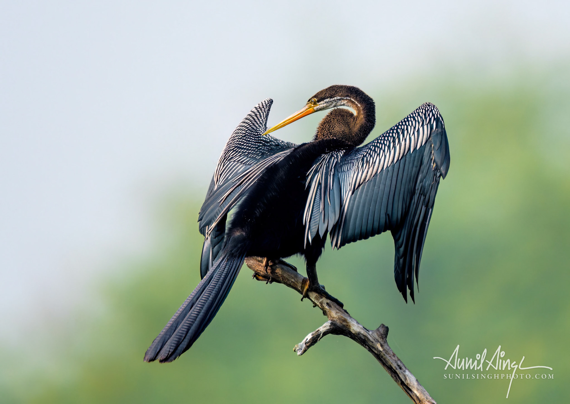 Oriental darter (Anhinga melanogaster), Keoladeo Ghana National Park (Bharatpur Bird Sanctuary), India
