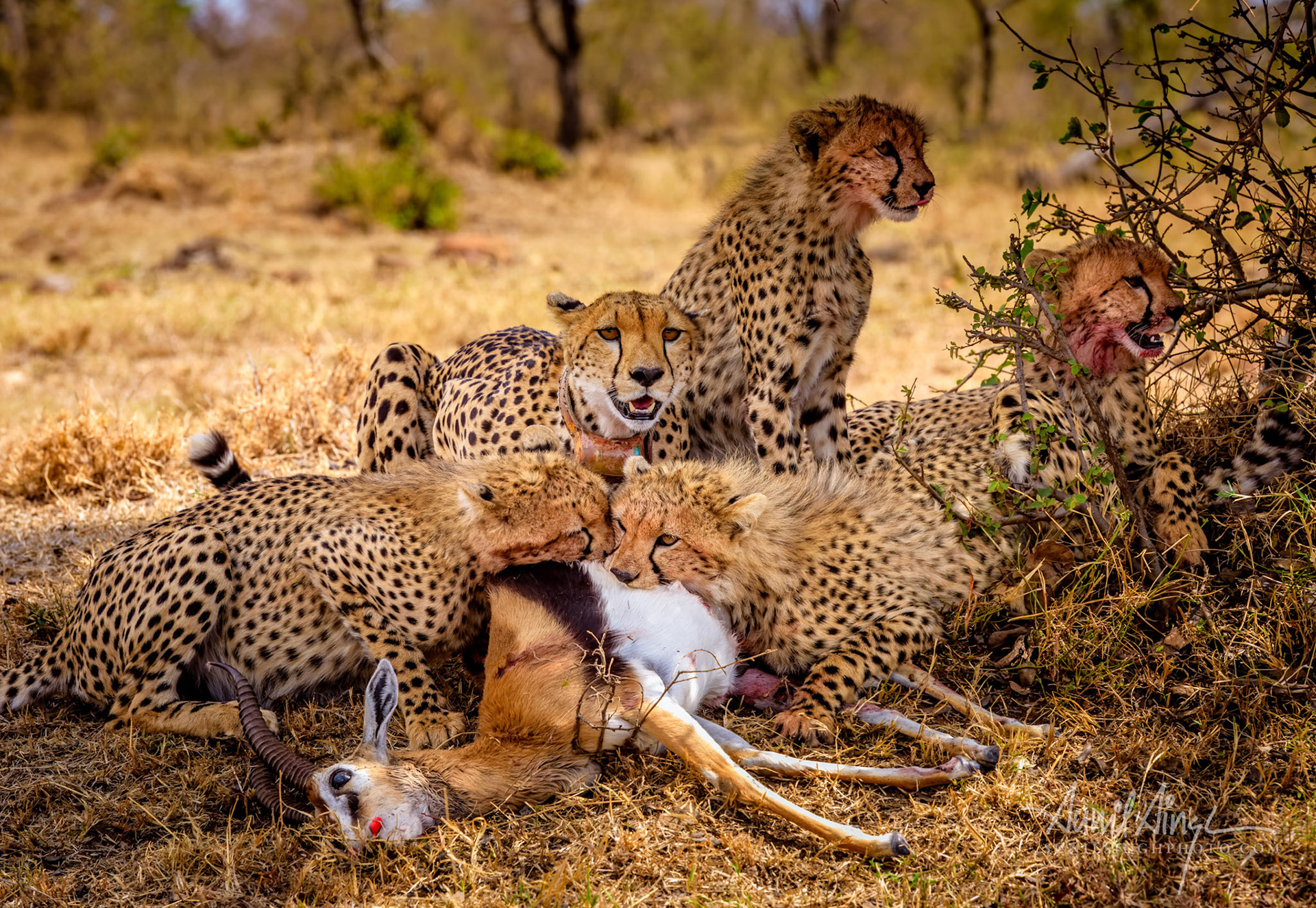 Cheetah Noosura and her cubs enjoying a meal, Ol Kinyei Conservancy, Kenya