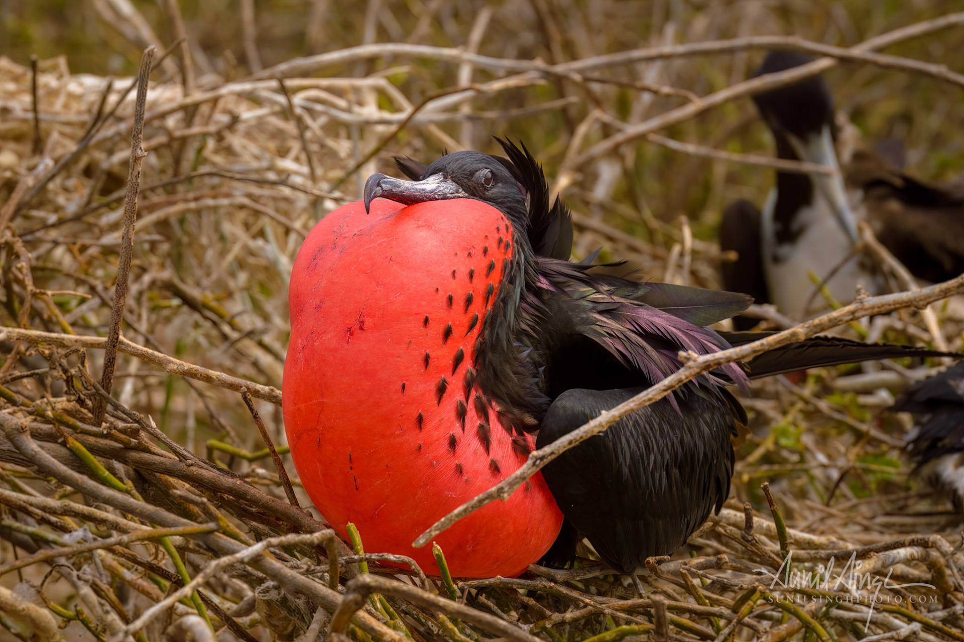 Magnificent frigatebird (Fregata magnificens) - male, Galapagos, Ecuador