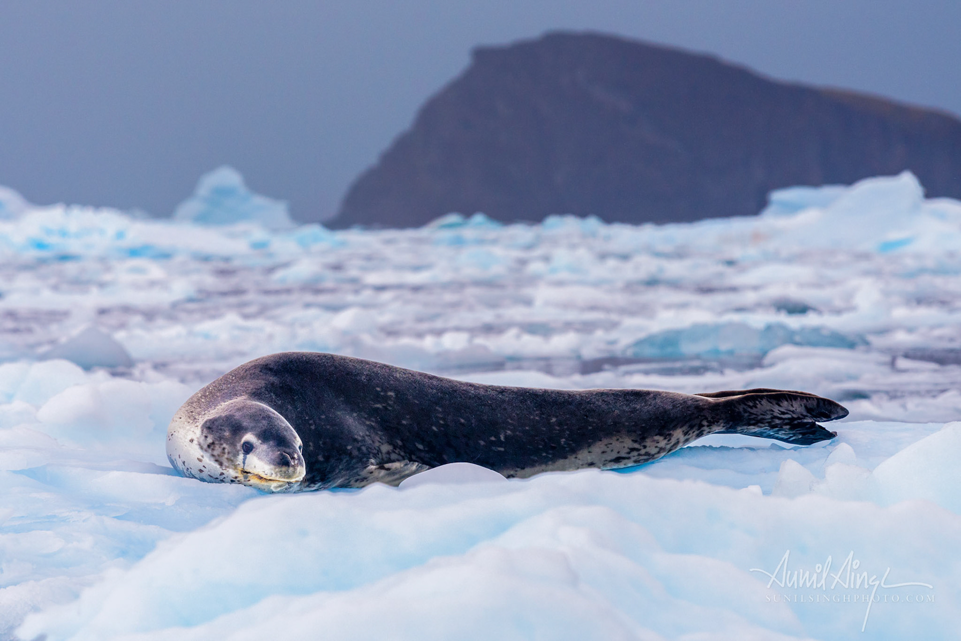 Leopard Seal, Cierva Cove, Antarctica