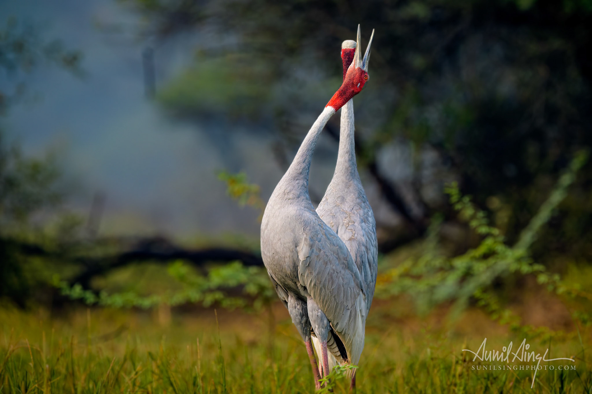 Sarus crane (Antigone antigone), Keoladeo Ghana National Park (Bharatpur Bird Sanctuary), India