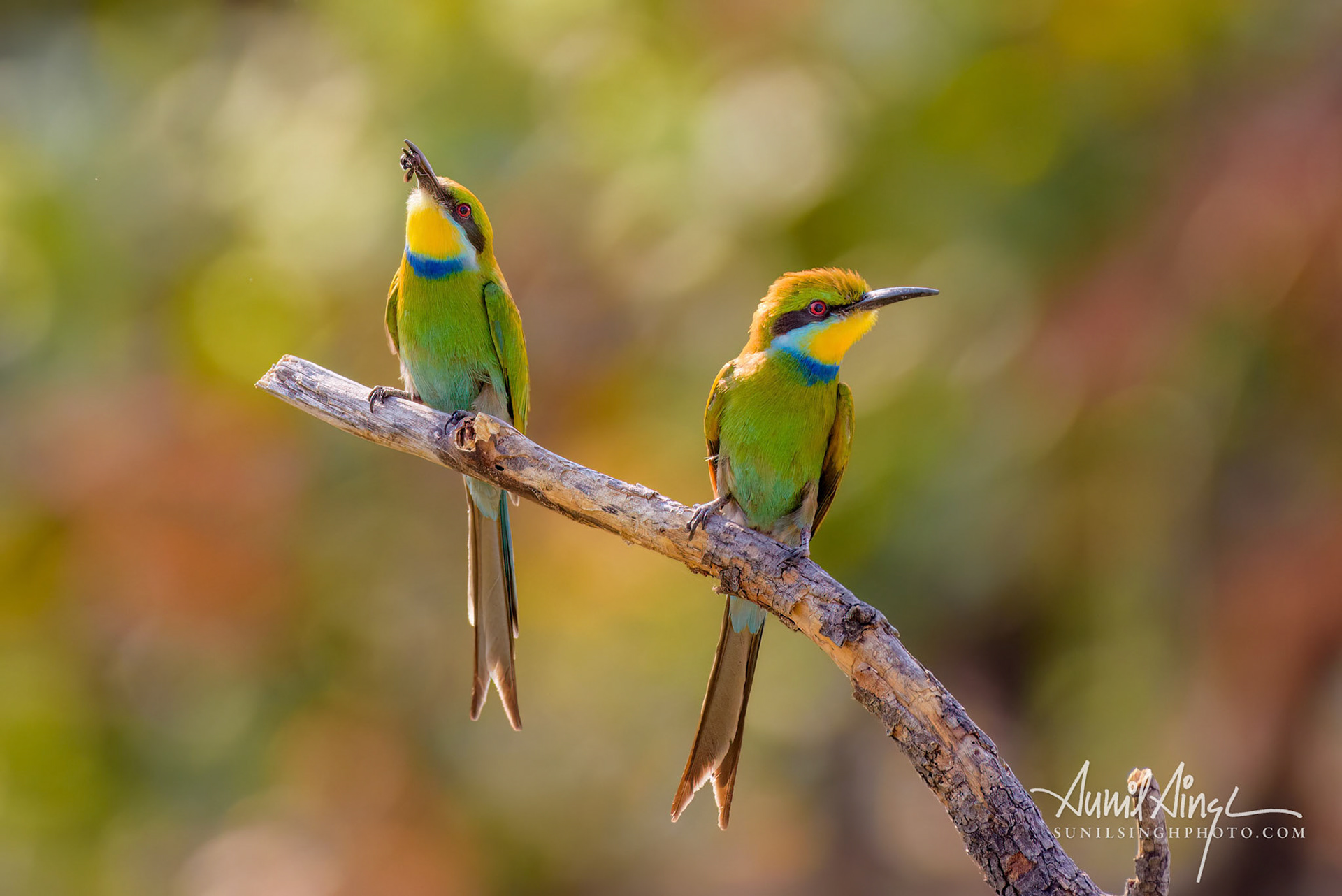 Swallow-tailed bee-eater (Merops hirundineus), Okavango Delta, Xakanaxa, Moremi Game Reserve