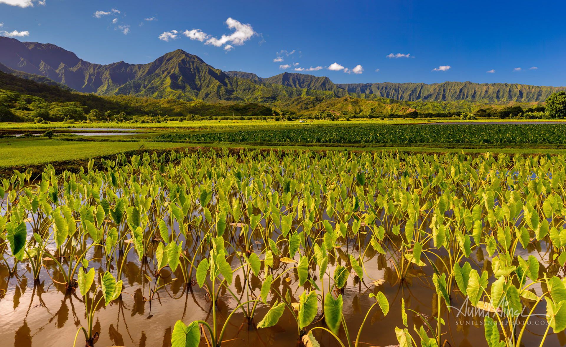 Taro Fields, Kauai, Hawaii, USA