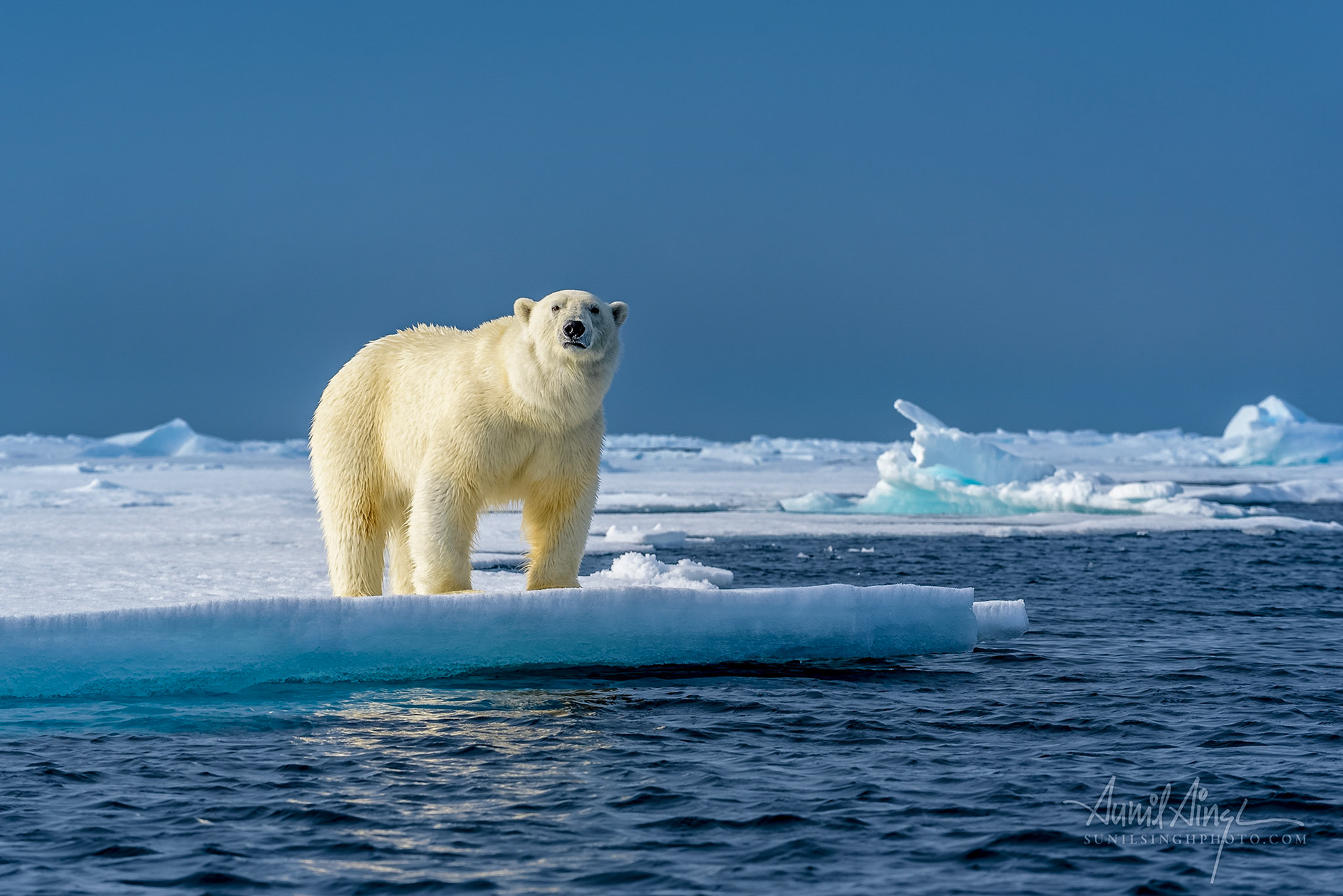 Polar Bear, Svalbard