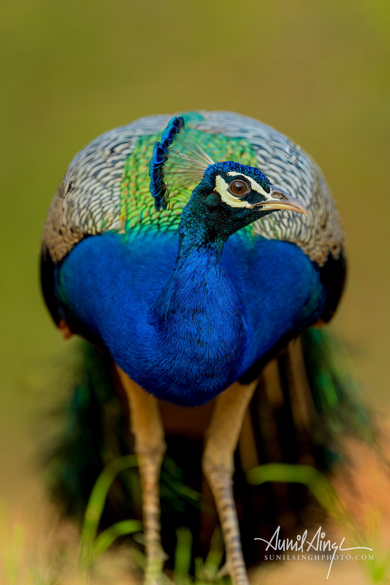 Indian peafowl (Pavo cristatus), Mysore, India