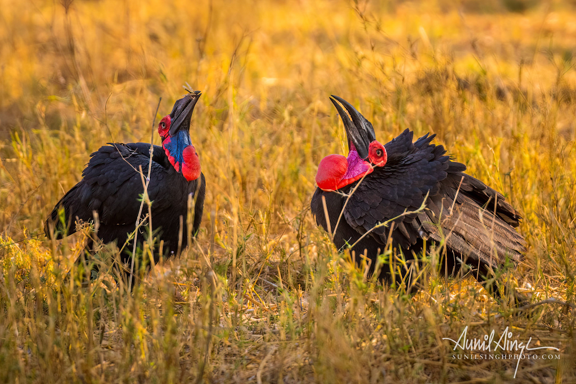 Southern ground hornbill (Bucorvus leadbeateri), Khwai River, Moremi Game Reserve, Botswana