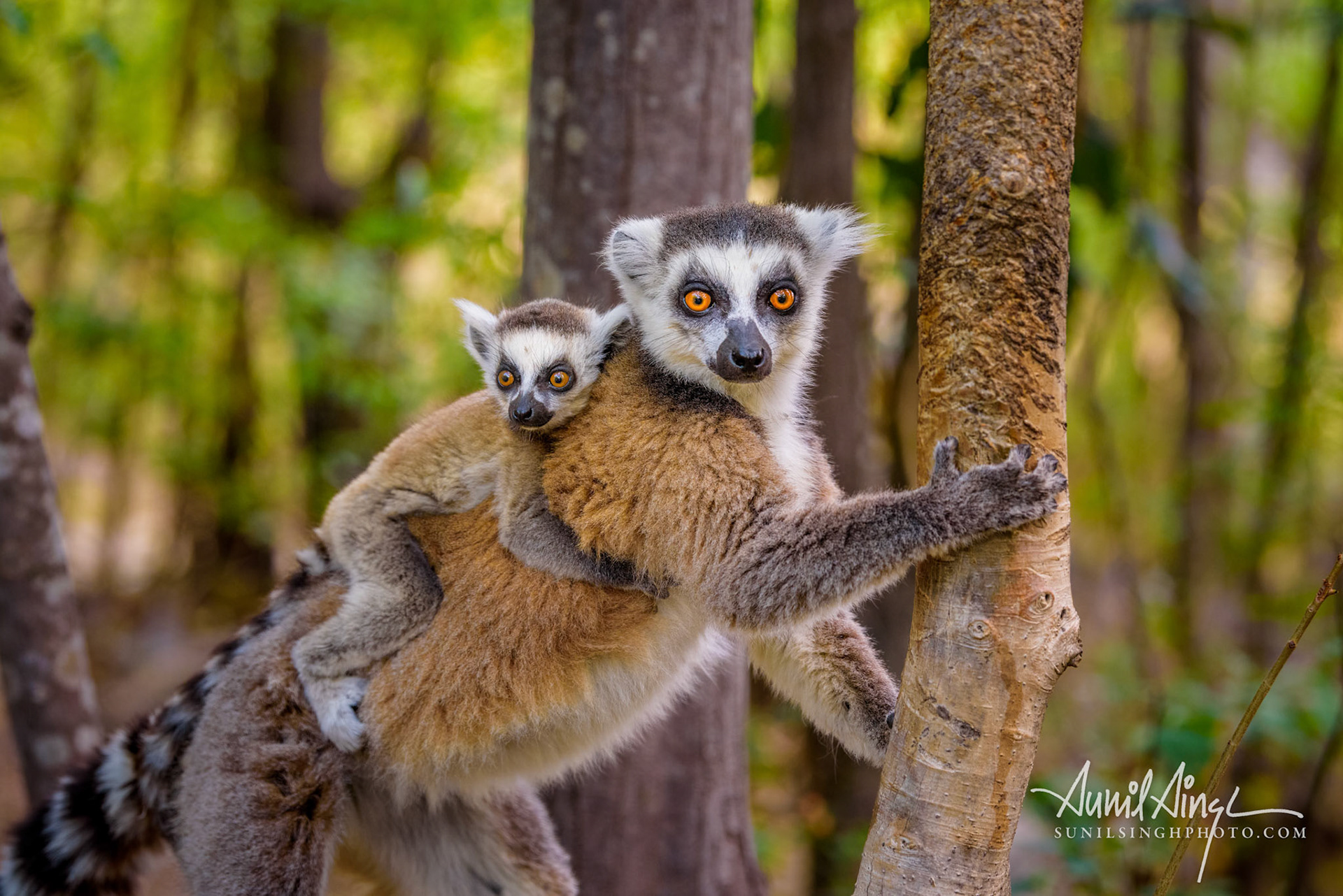 Ring-tailed lemur, Anja Reserve- Ambalavao -village managed park, Madagascar