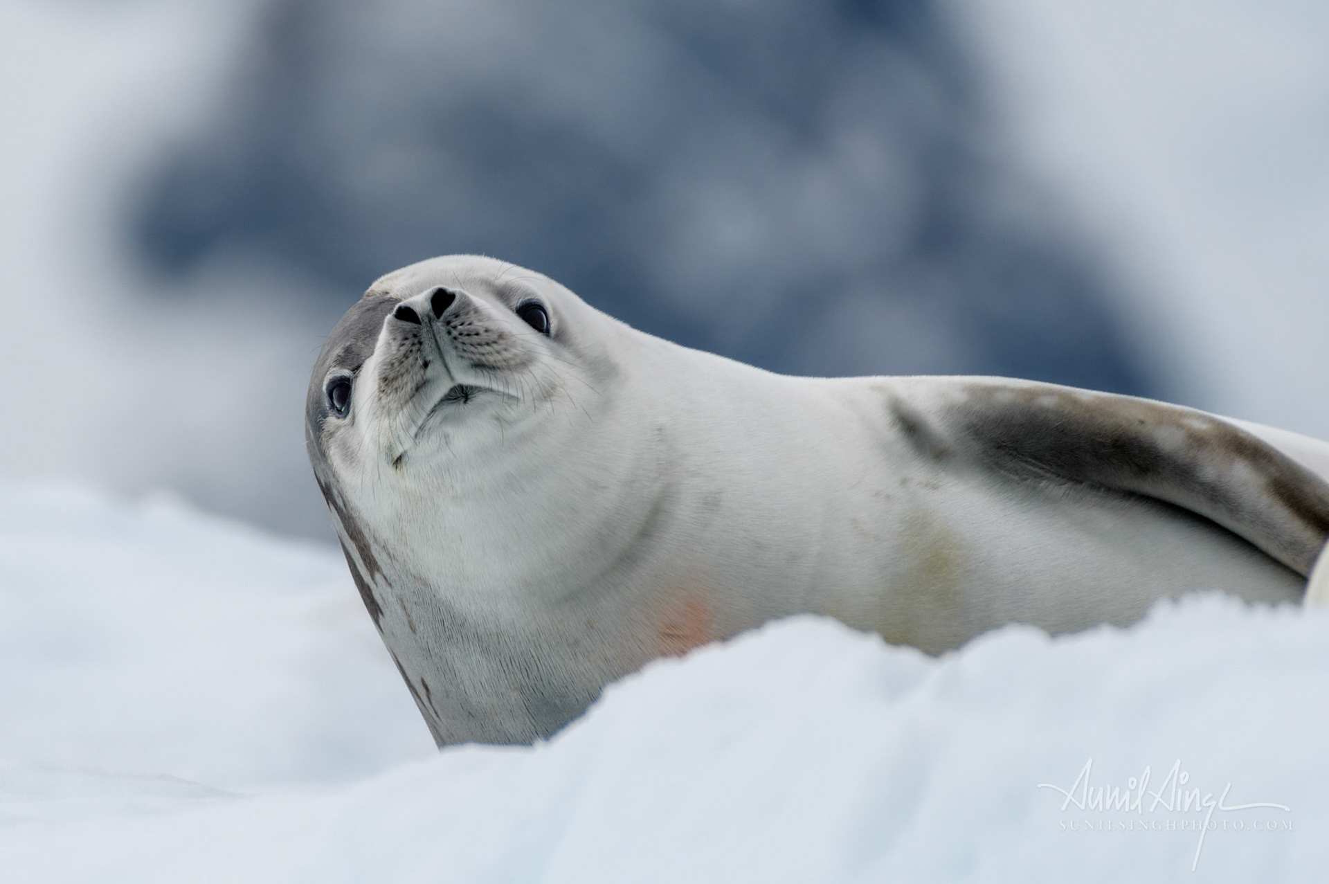 Crabeater Seal, Pleneau Island, Antarctica