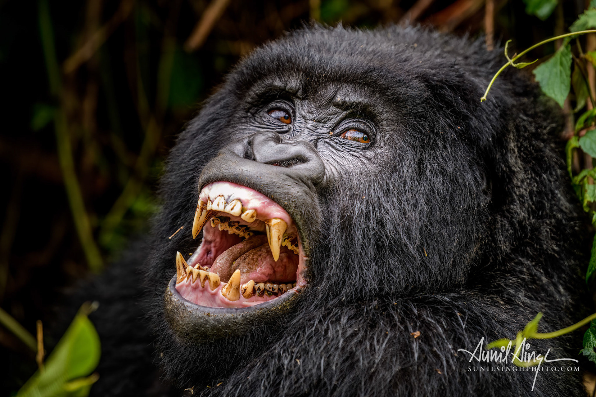 Mountain gorilla, Bwindi Impenetrable National Park, Uganda