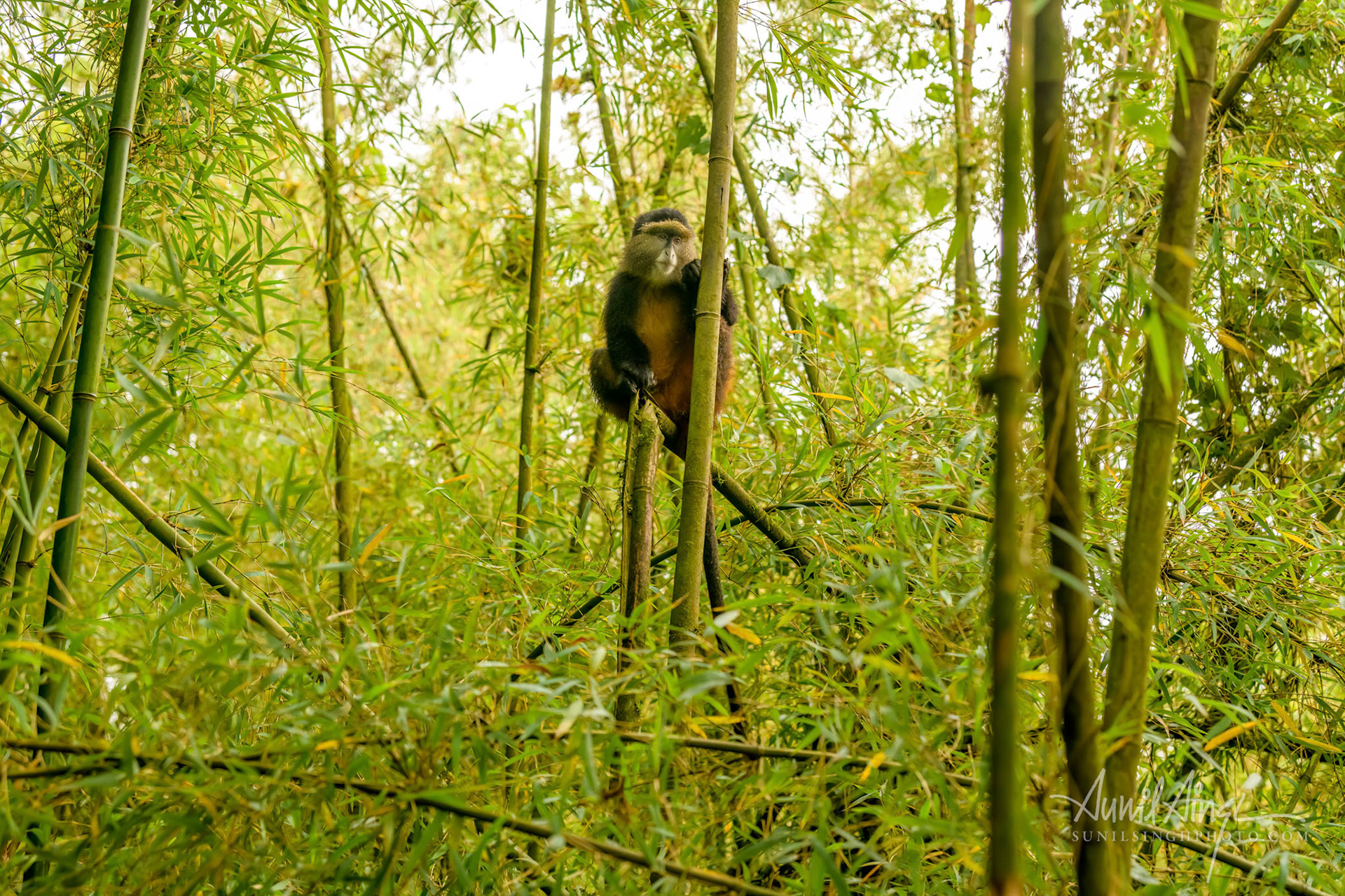 Volcanoes National Park, Rwanda