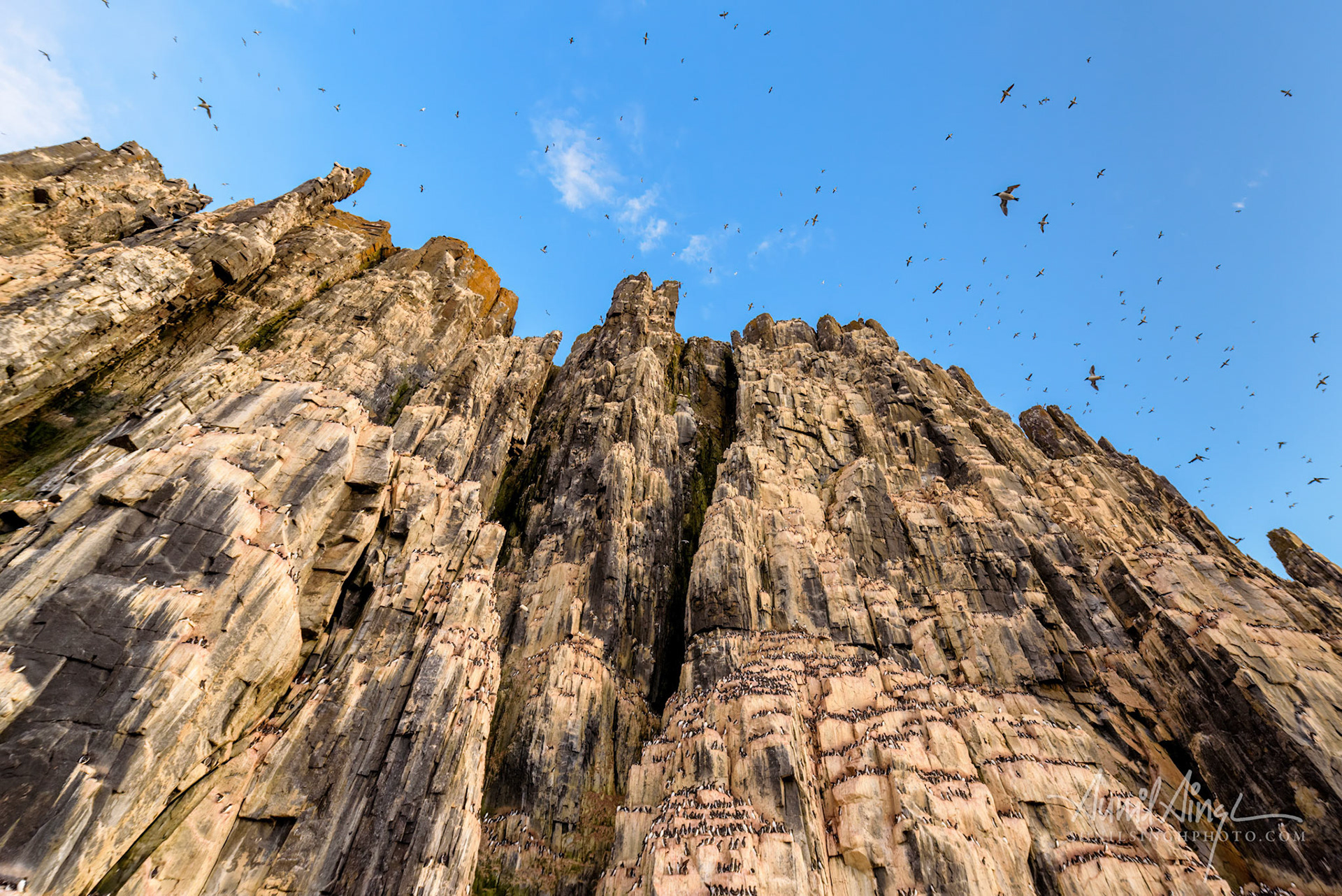 Alkefjellet bird cliff, Svalbard, Norway