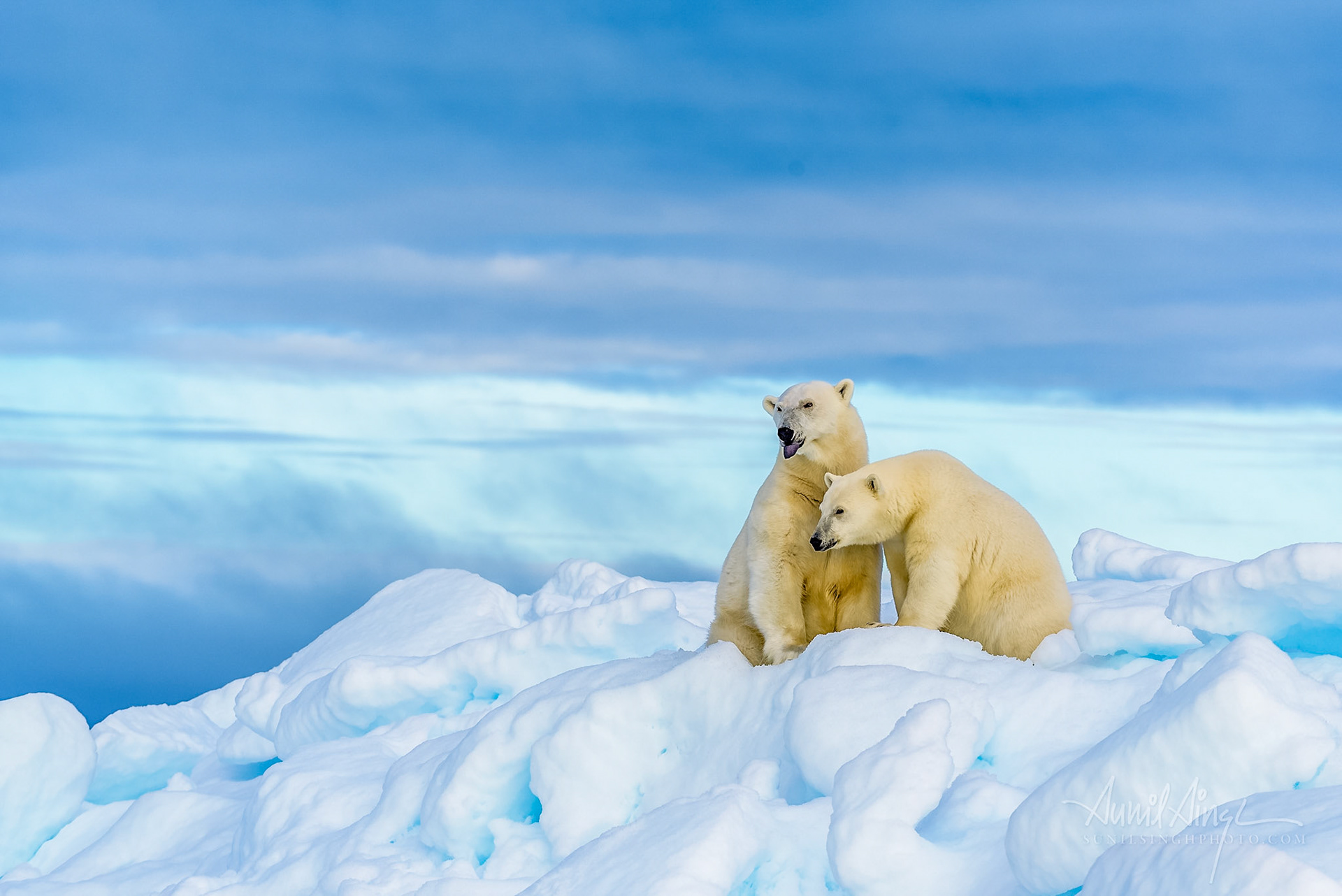 Polar Bear mother and cub, Svalbard