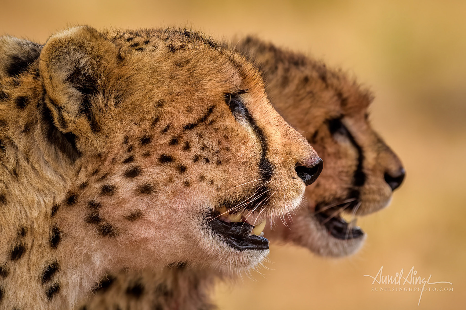 Cheetah Noosura and her cub, Ol Kinyei conservancy, Kenya.