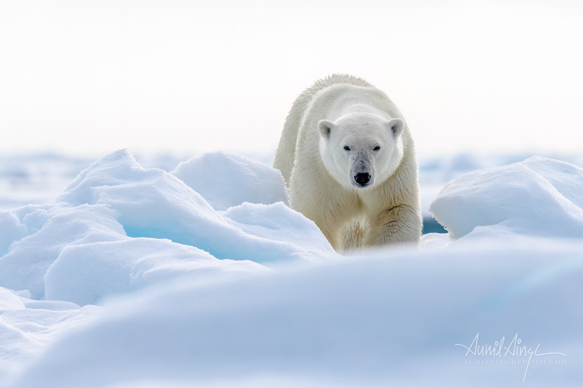 Polar Bear, Svalbard, Norway
