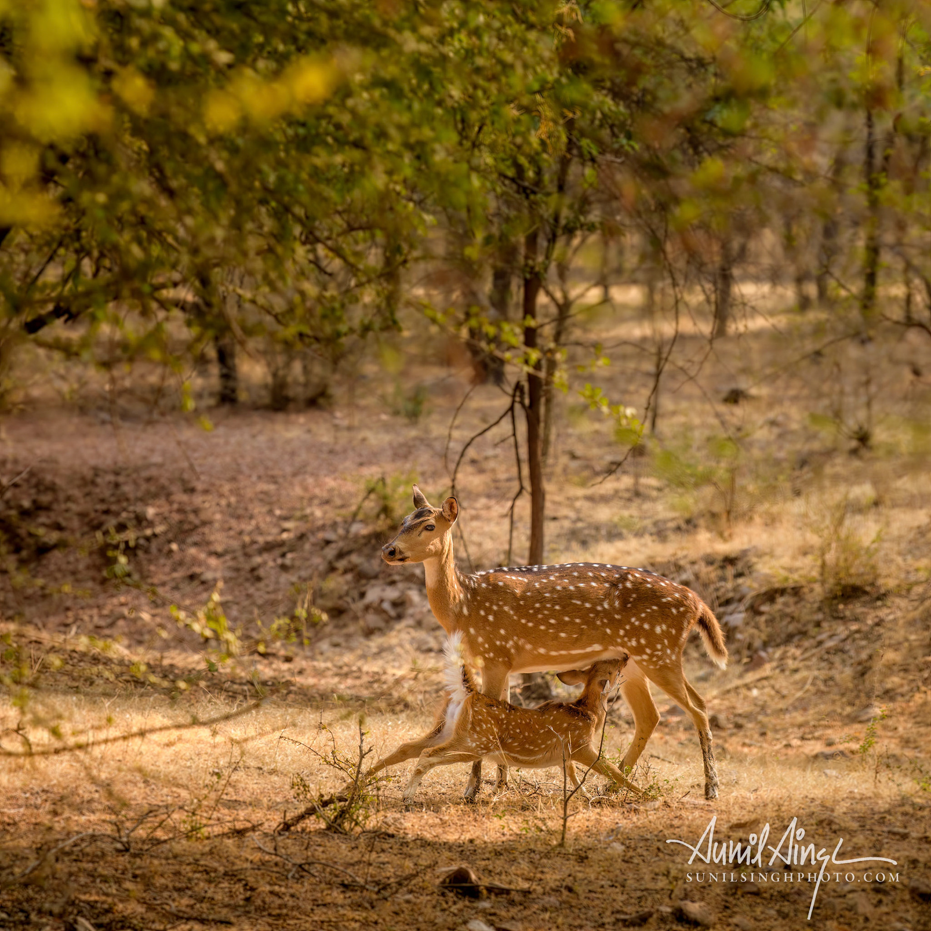 Spotted deer with calf, Ranthambore, Rajasthan, India