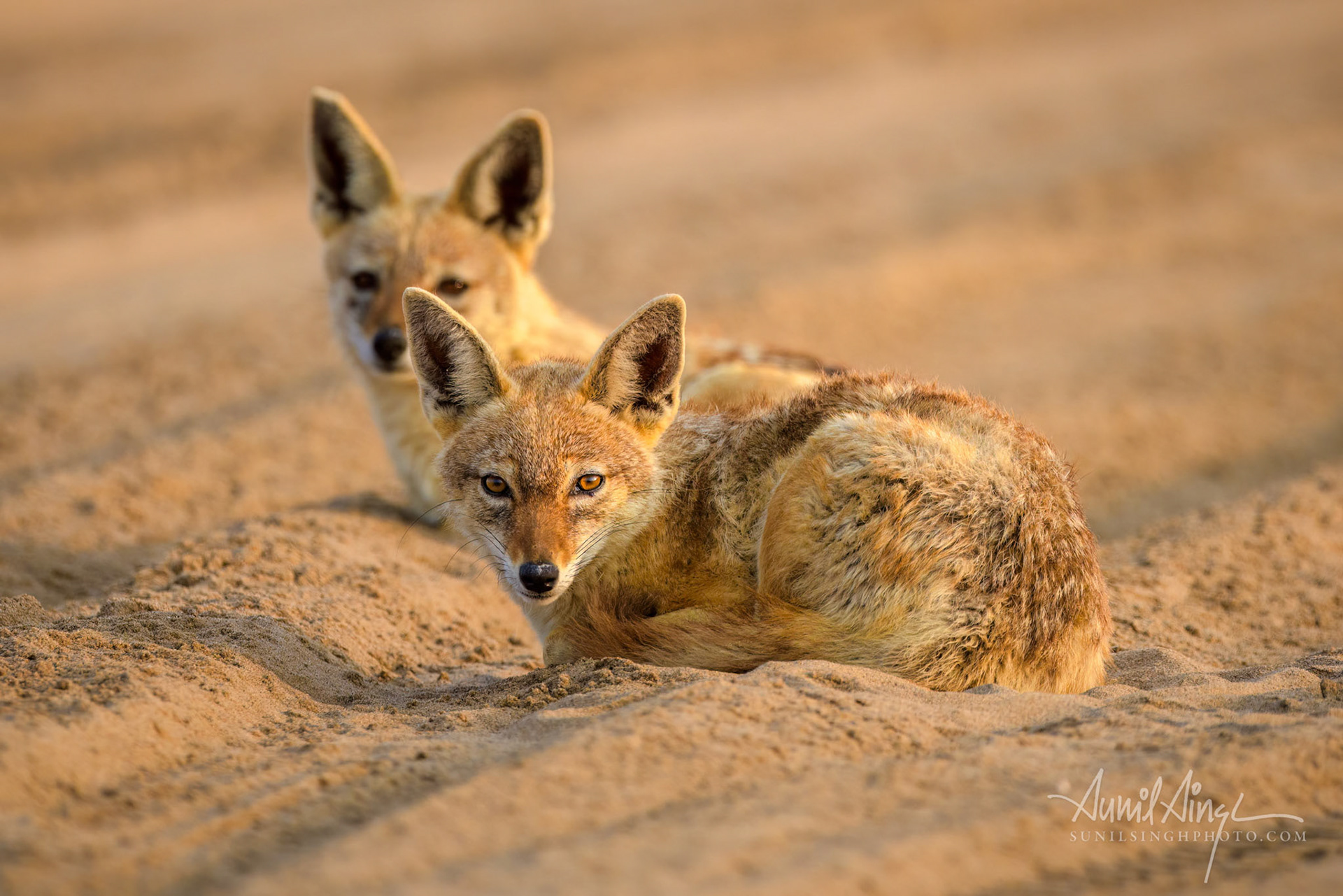 Black-backed jackals, Walvis Bay, Namibia