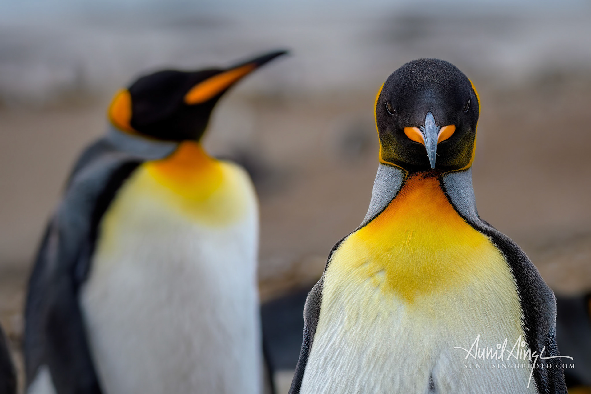 King penguins (Aptenodytes patagonicus), Saunders Island, Falkland Islands